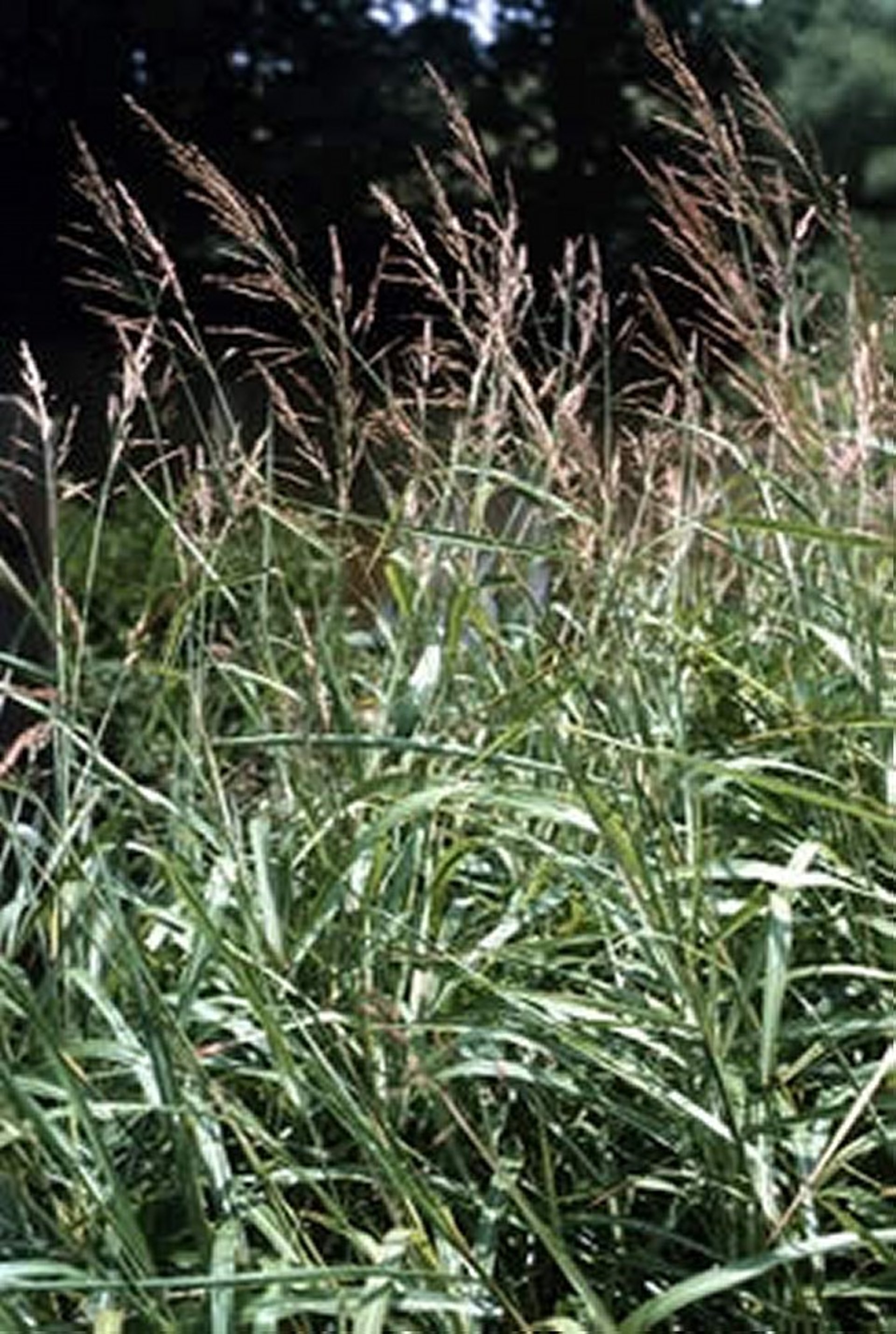 <i >Sorghum halepense</i> (Johnson Grass)