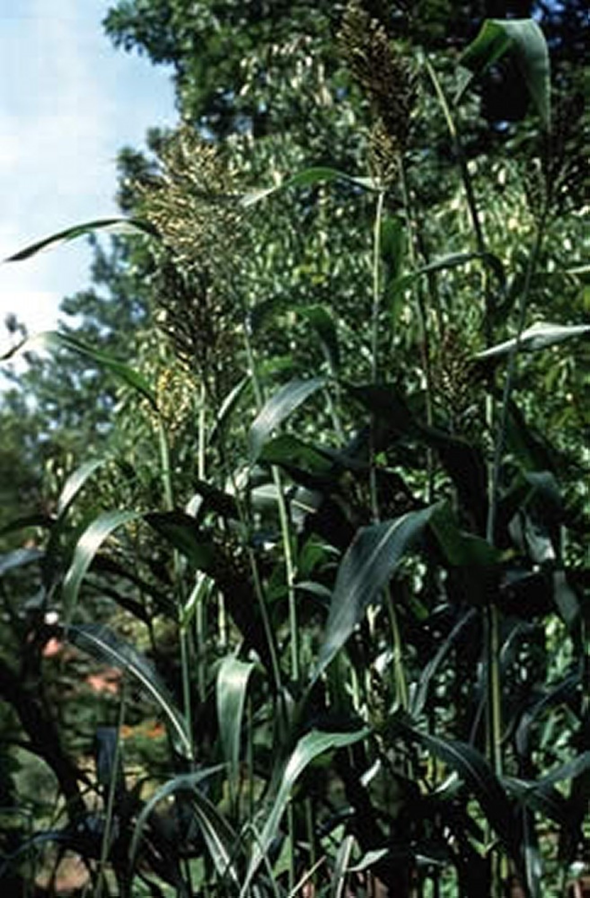 <i >Sorghum vulgare</i> (Sorghum, Sudan Grass, Kafir, Durra, Milo, Broomcorn, Schrock, etc)