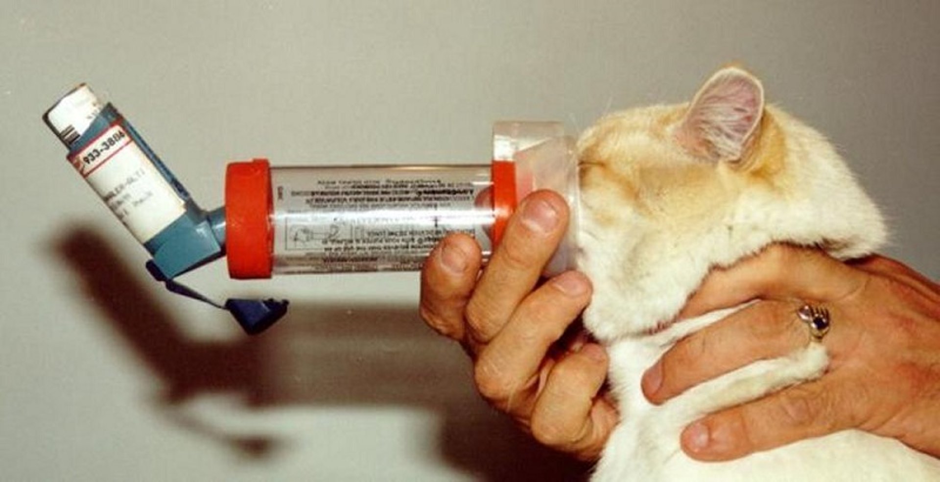 Inhalador de dosis medidas con espaciador, gato