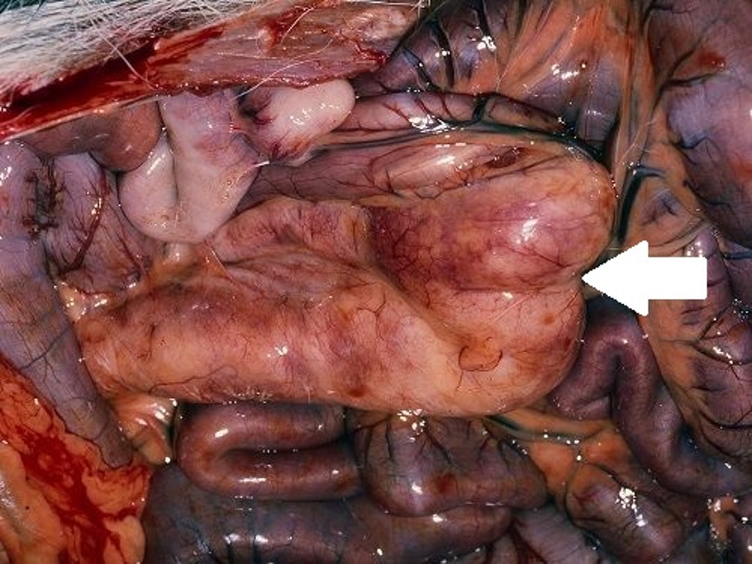 Enfermedad por intoxicación con salmón, patología macroscópica, perro