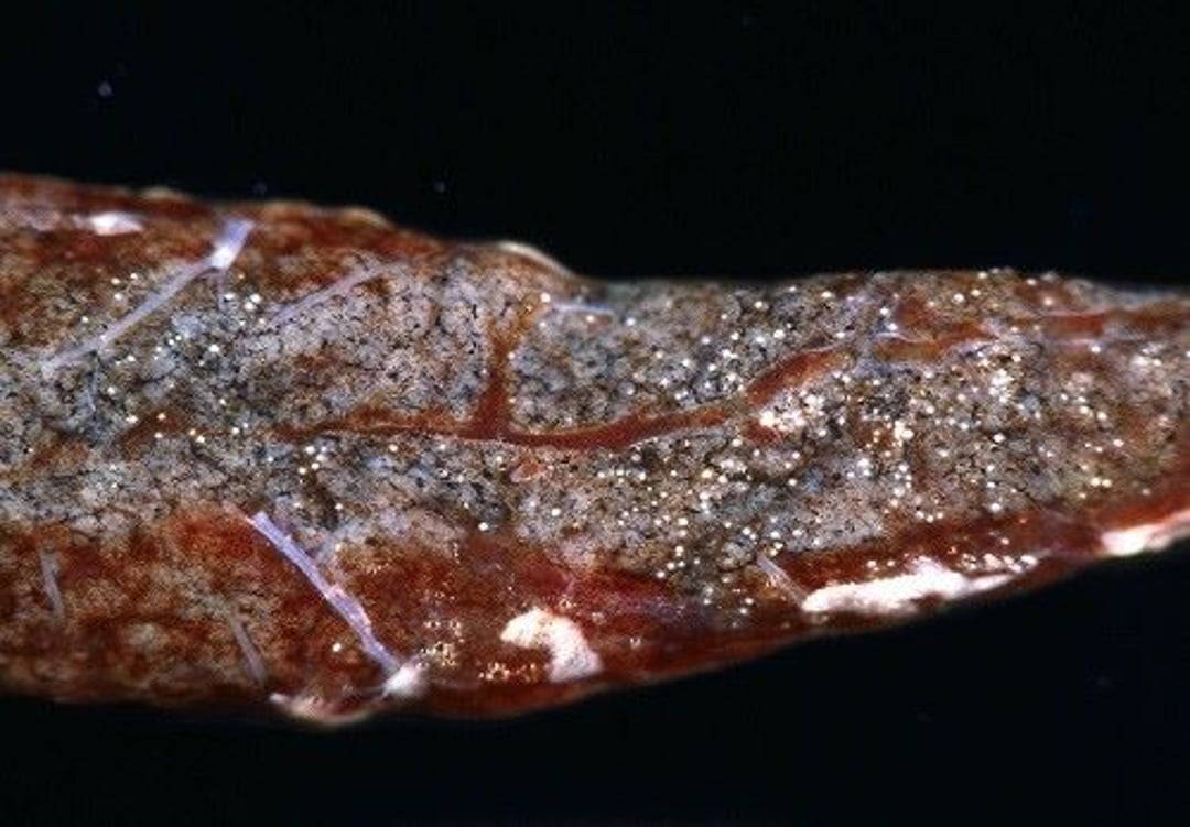 Salmon poisoning disease, kidney, fish