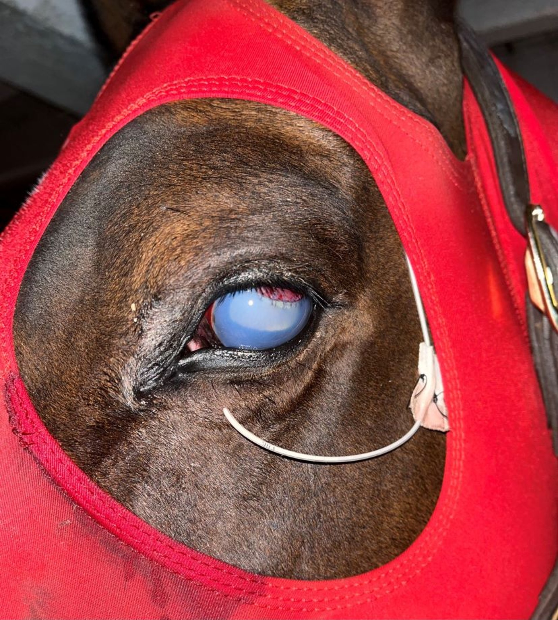 Subpalpebral lavage system protected with a spandex hood, horse