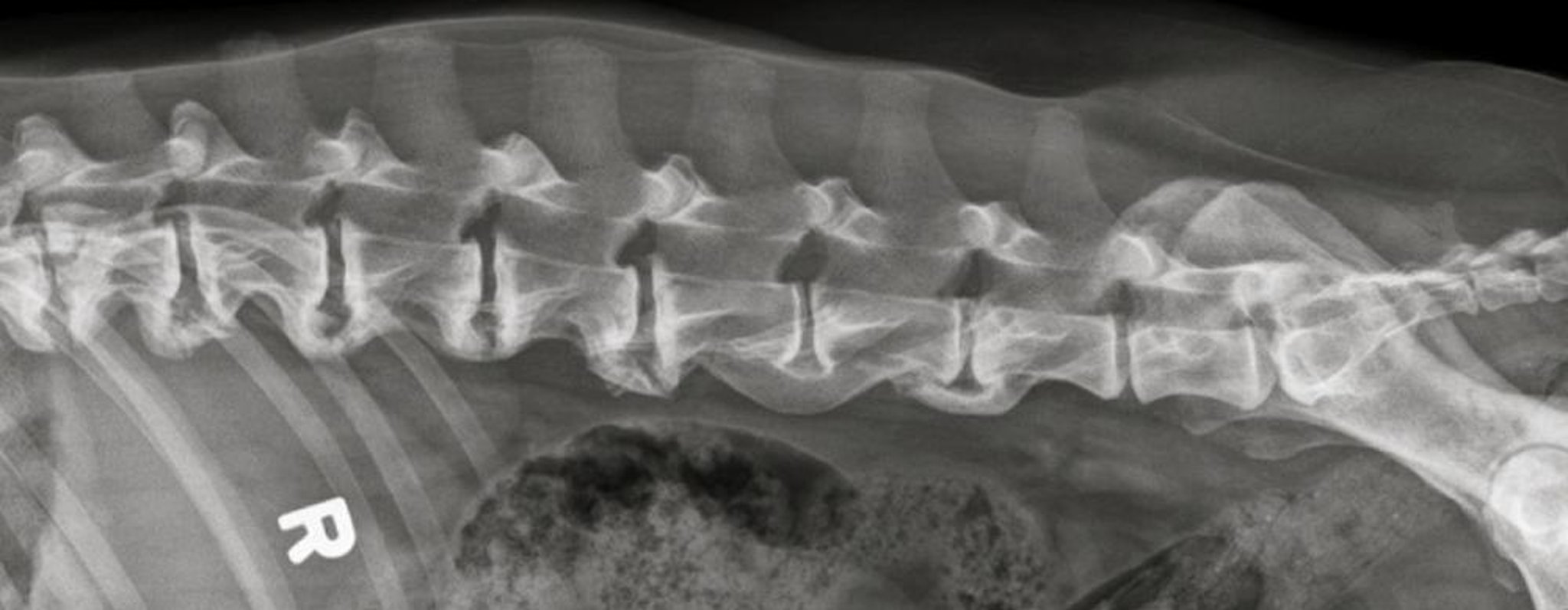 Espondilosis deformante, perro