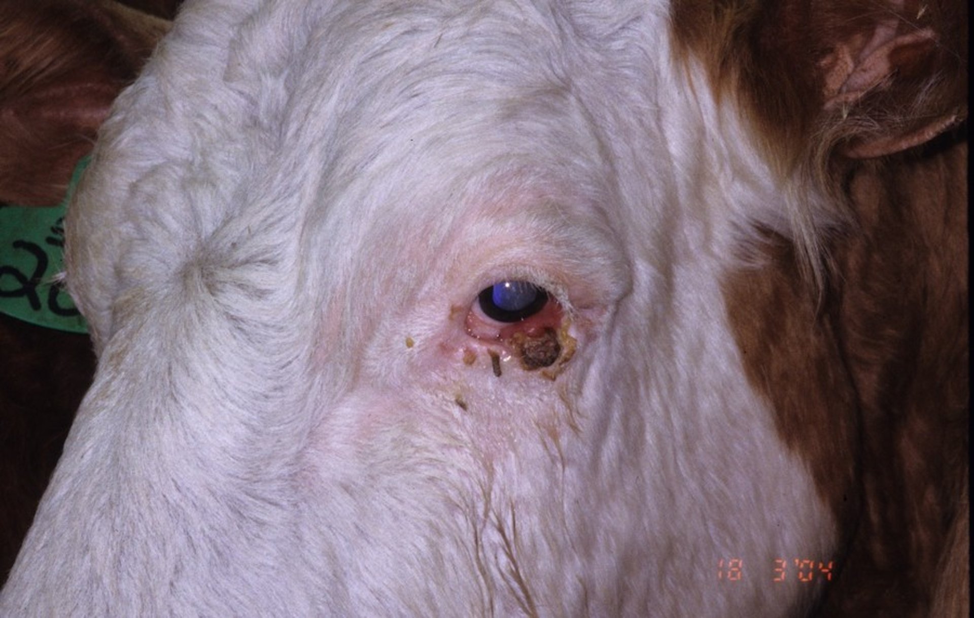 Carcinoma de células escamosas, vaca