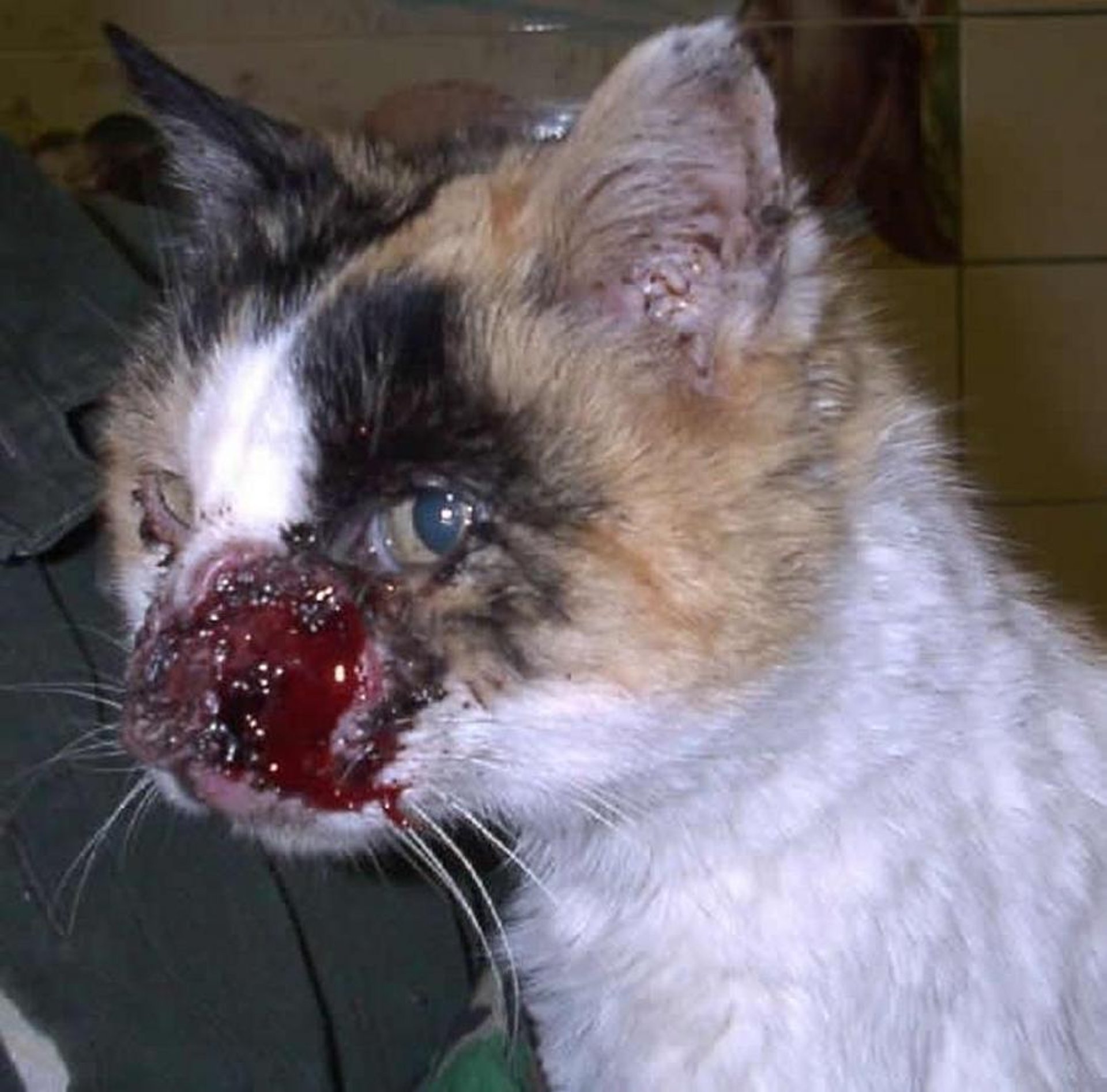 Destrucción y ulceración de la nariz debidas a un carcinoma de células escamosas, gato calicó