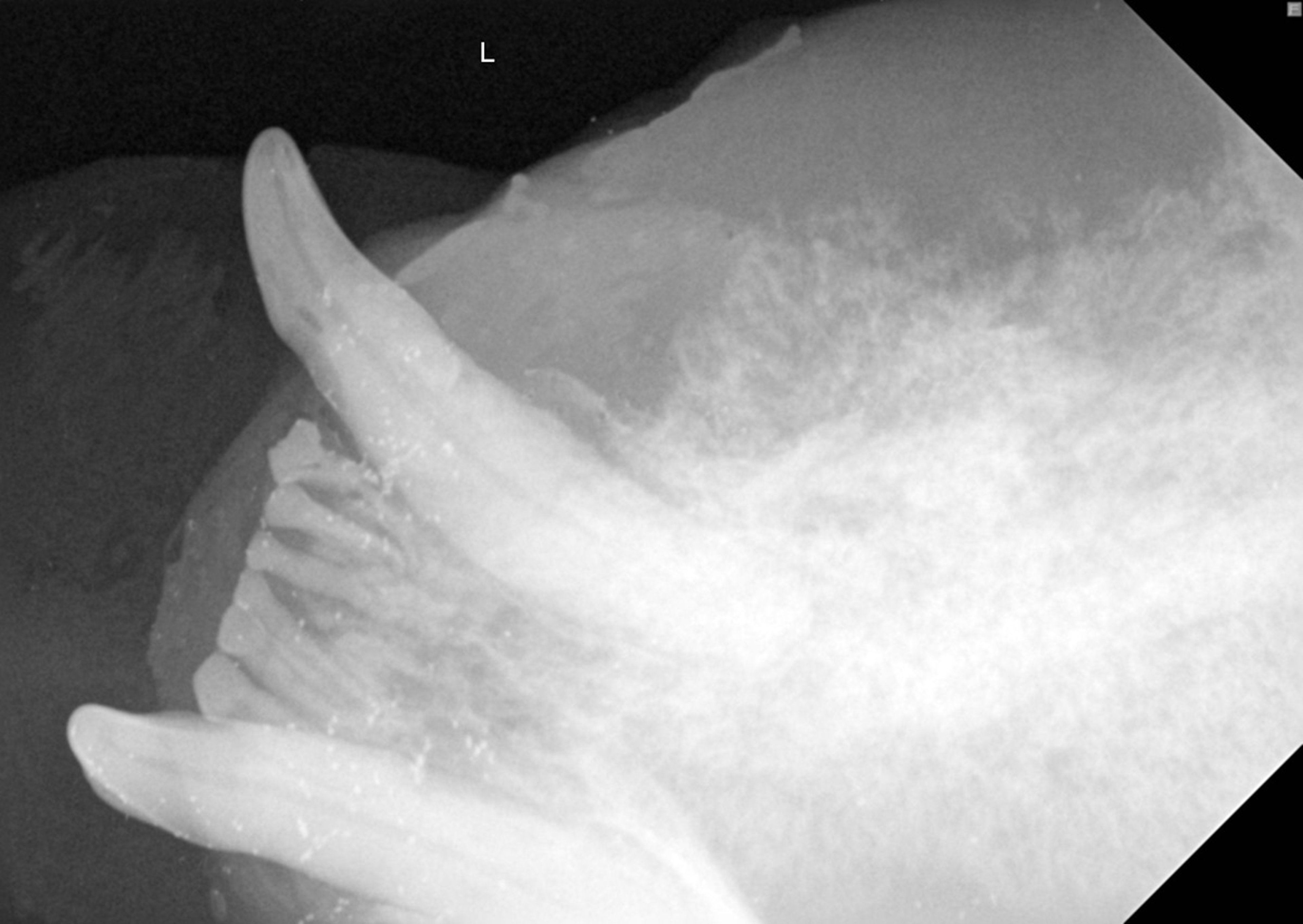 Squamous cell carcinoma, radiograph, cat