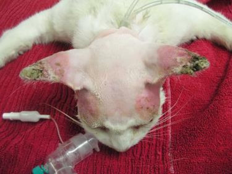 Carcinoma de células escamosas, gato