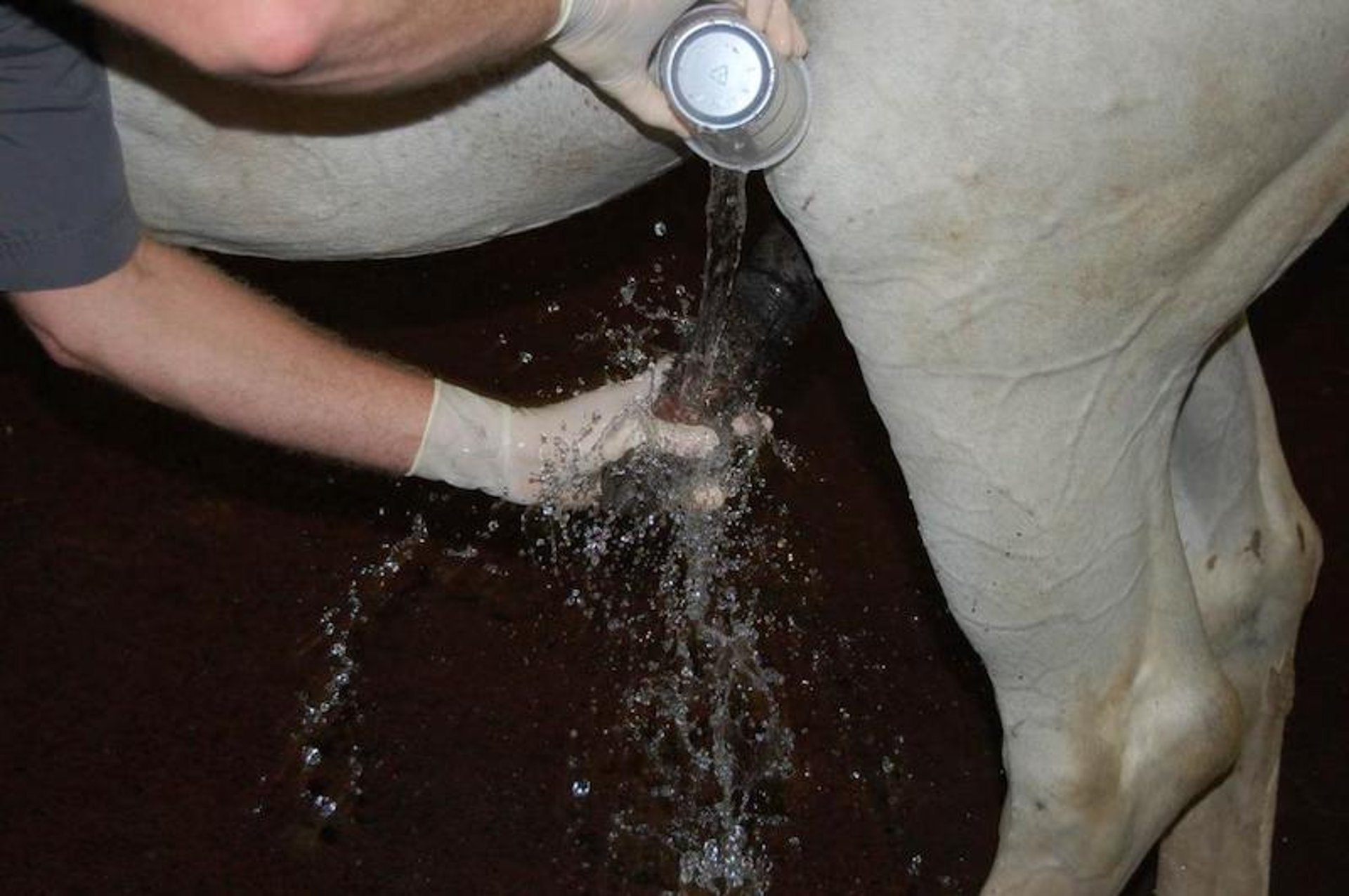 Lavagem do pênis de garanhão