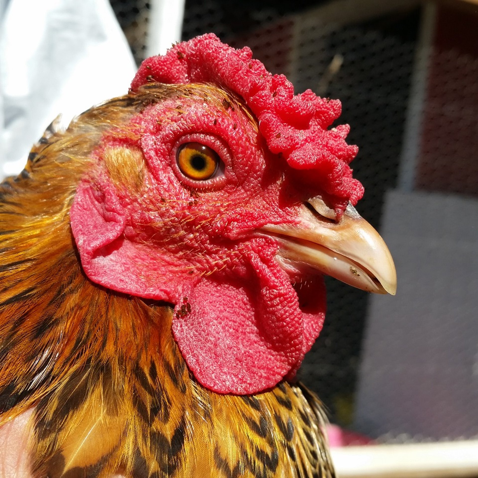 Sticktight fleas on chicken