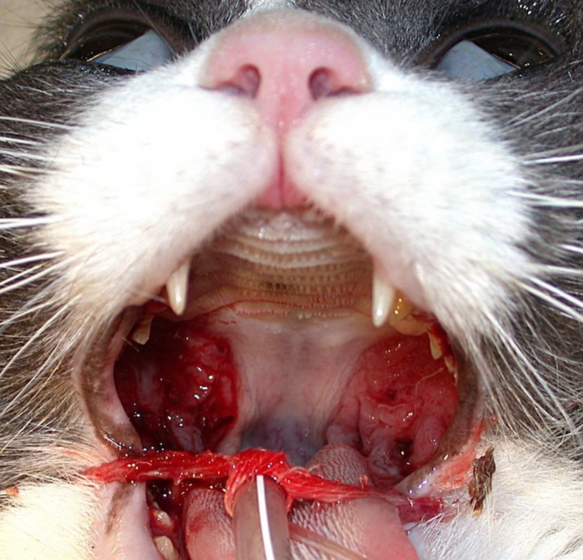 Stomatitis, cat
