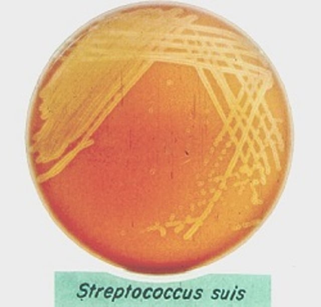 <i >Streptococcus suis</i>, colony