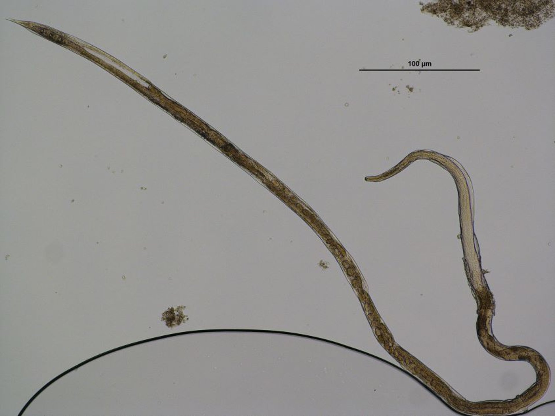 <i >Strongyloides westeri</i>, adult