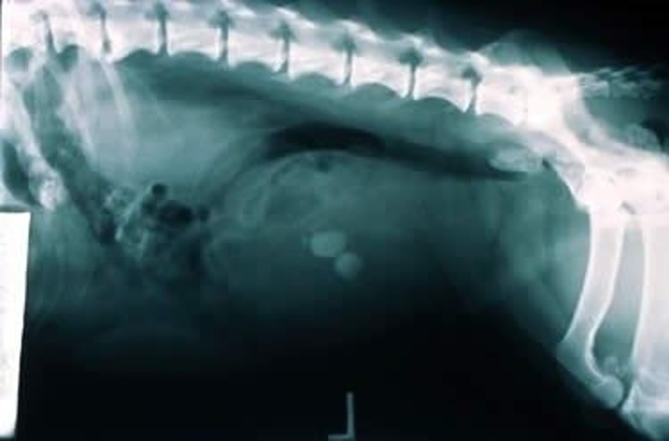 Cálculos de estruvita en la vejiga, radiografía, Teckel