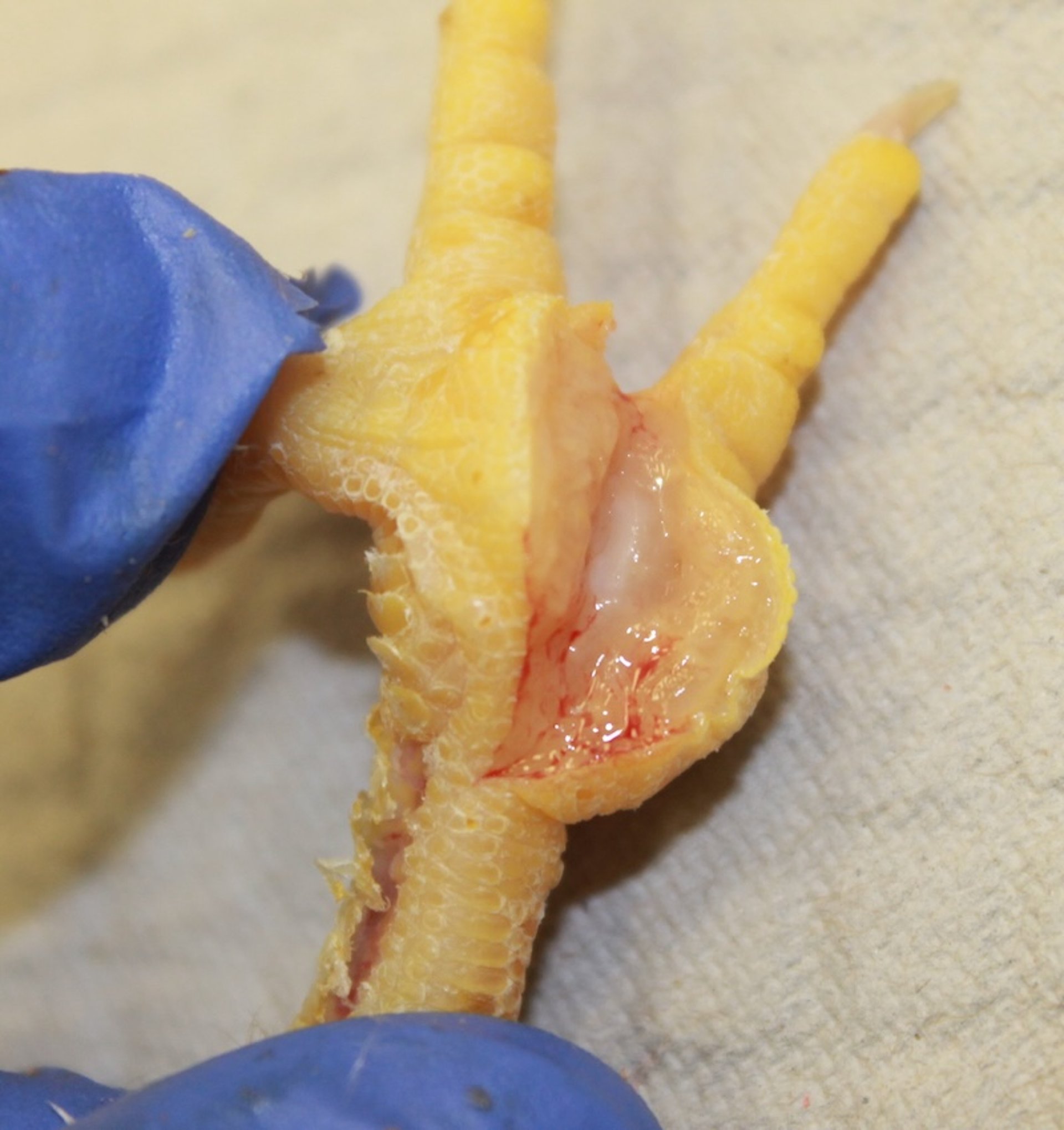 Edema subcutáneo, almohadilla plantar, aves de producción