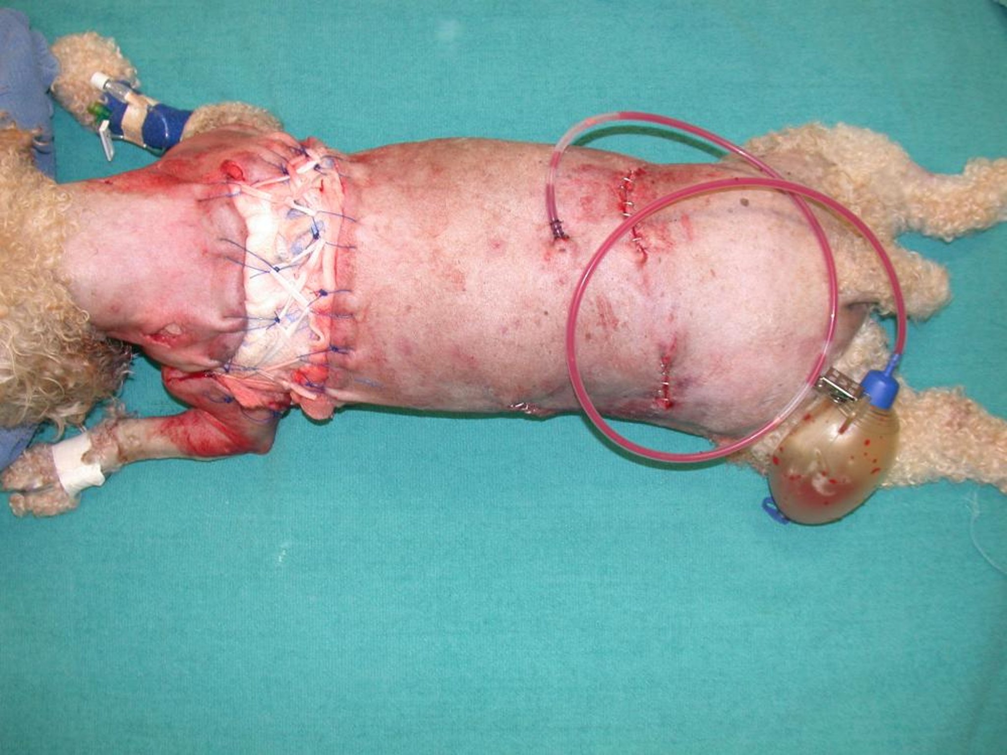 Suction drain with tie-over bandage, dog