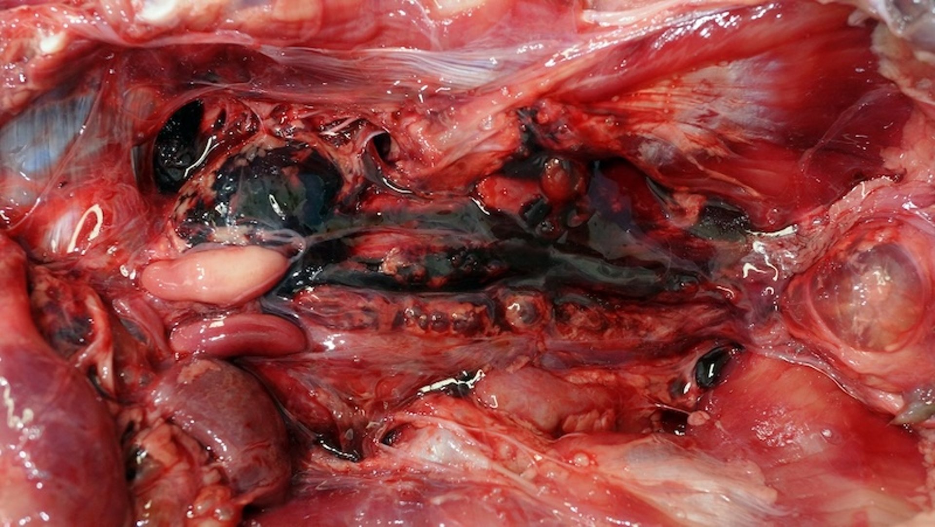 Sudden death syndrome of turkeys associated with perirenal hemorrhage, turkey