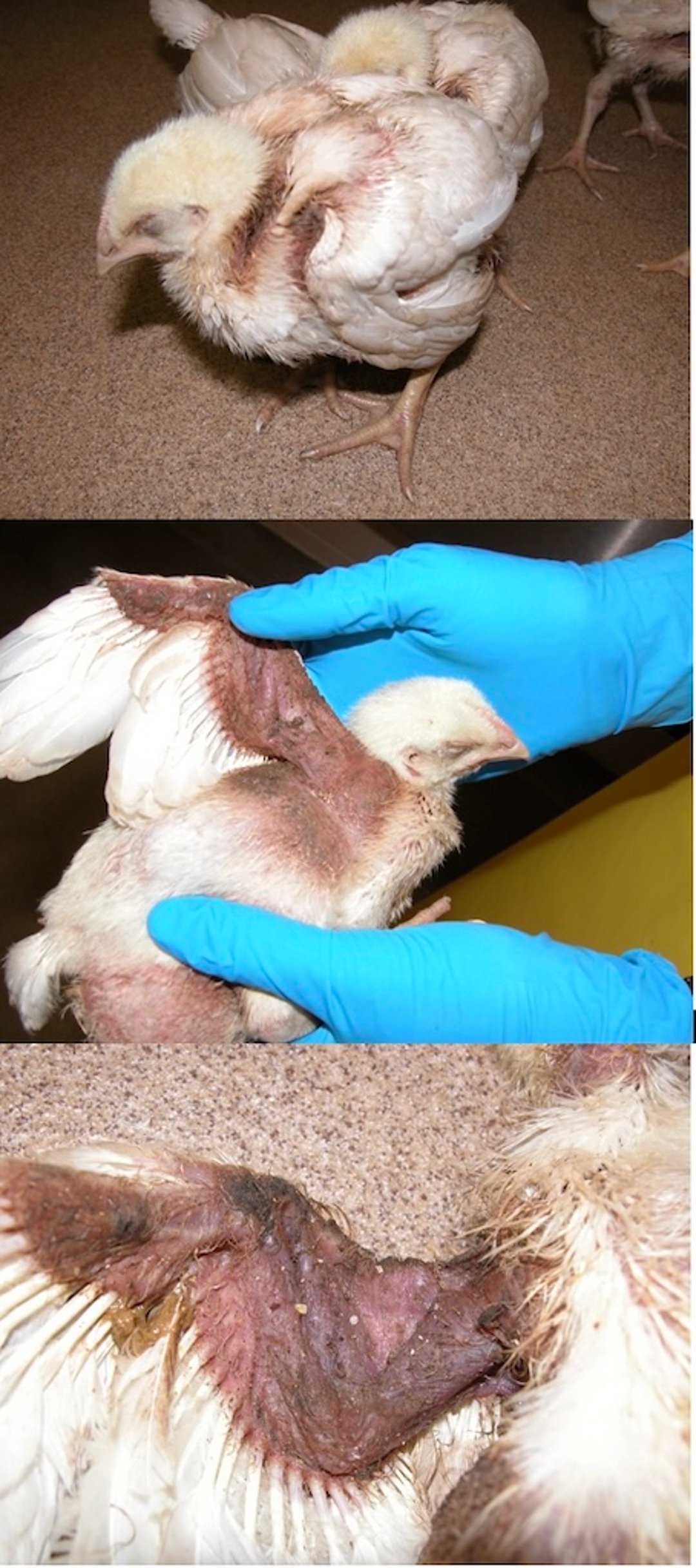 Toxicosis por azufre, lesiones de dermatitis, pollos