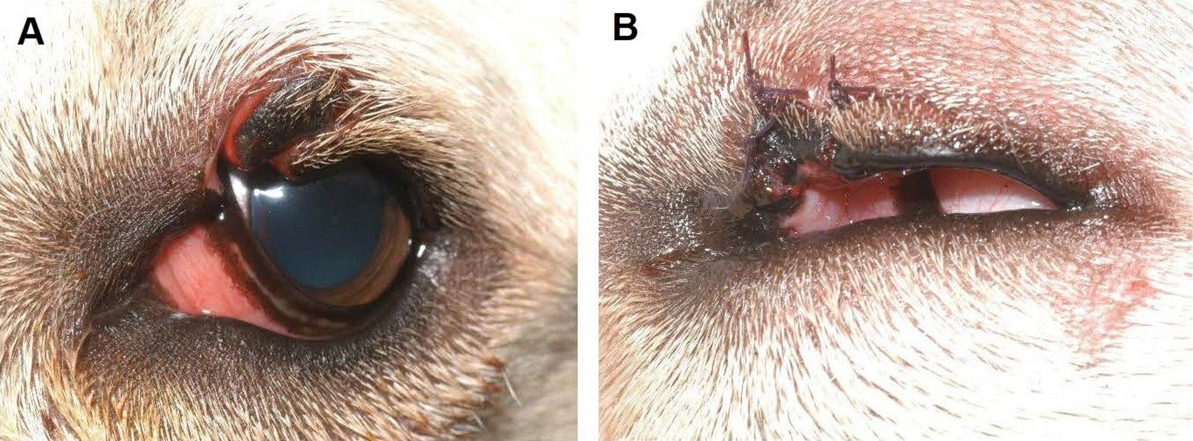 Superior eyelid laceration, 6-month-old dog