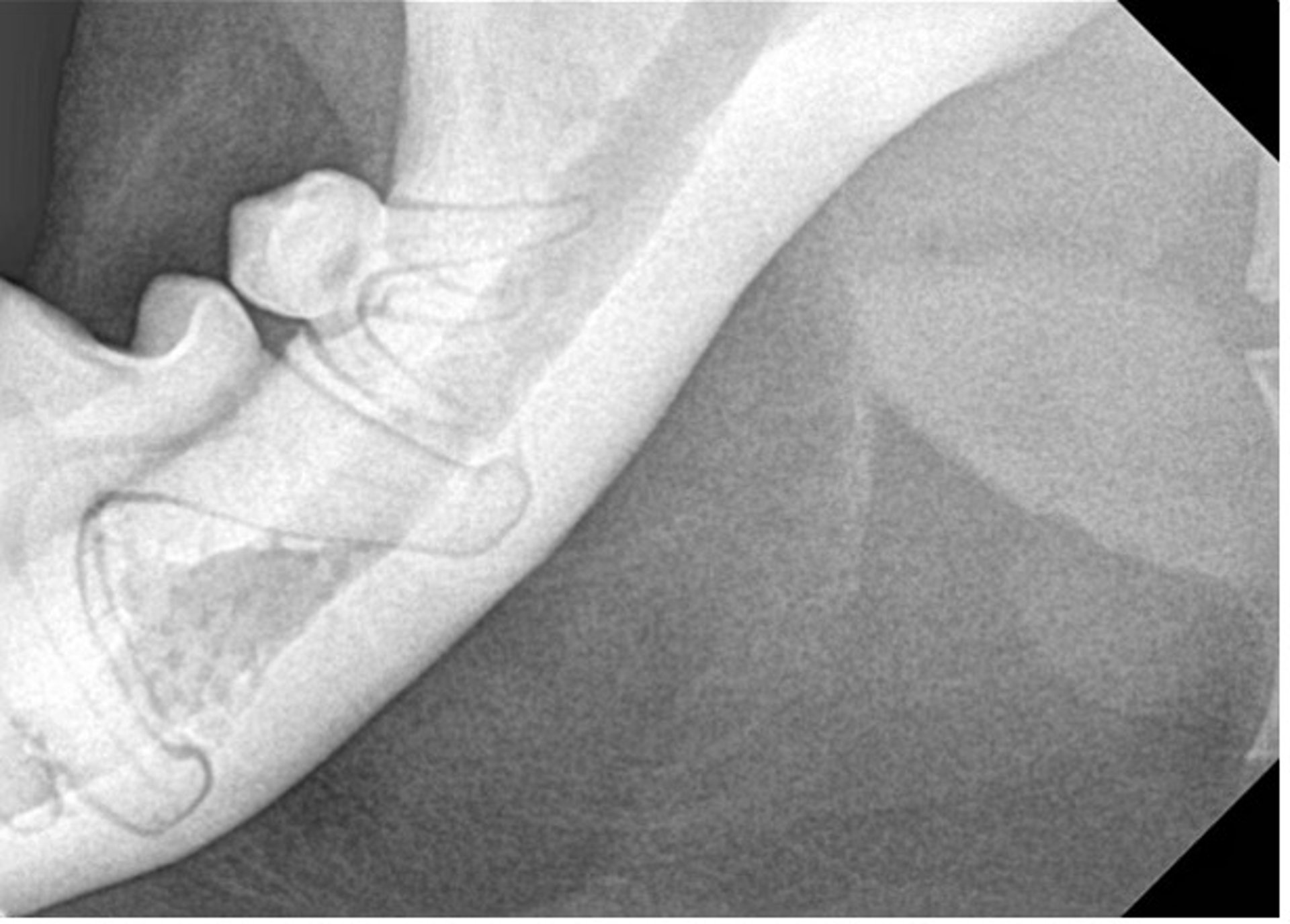 Supernumerary root, molar, dog