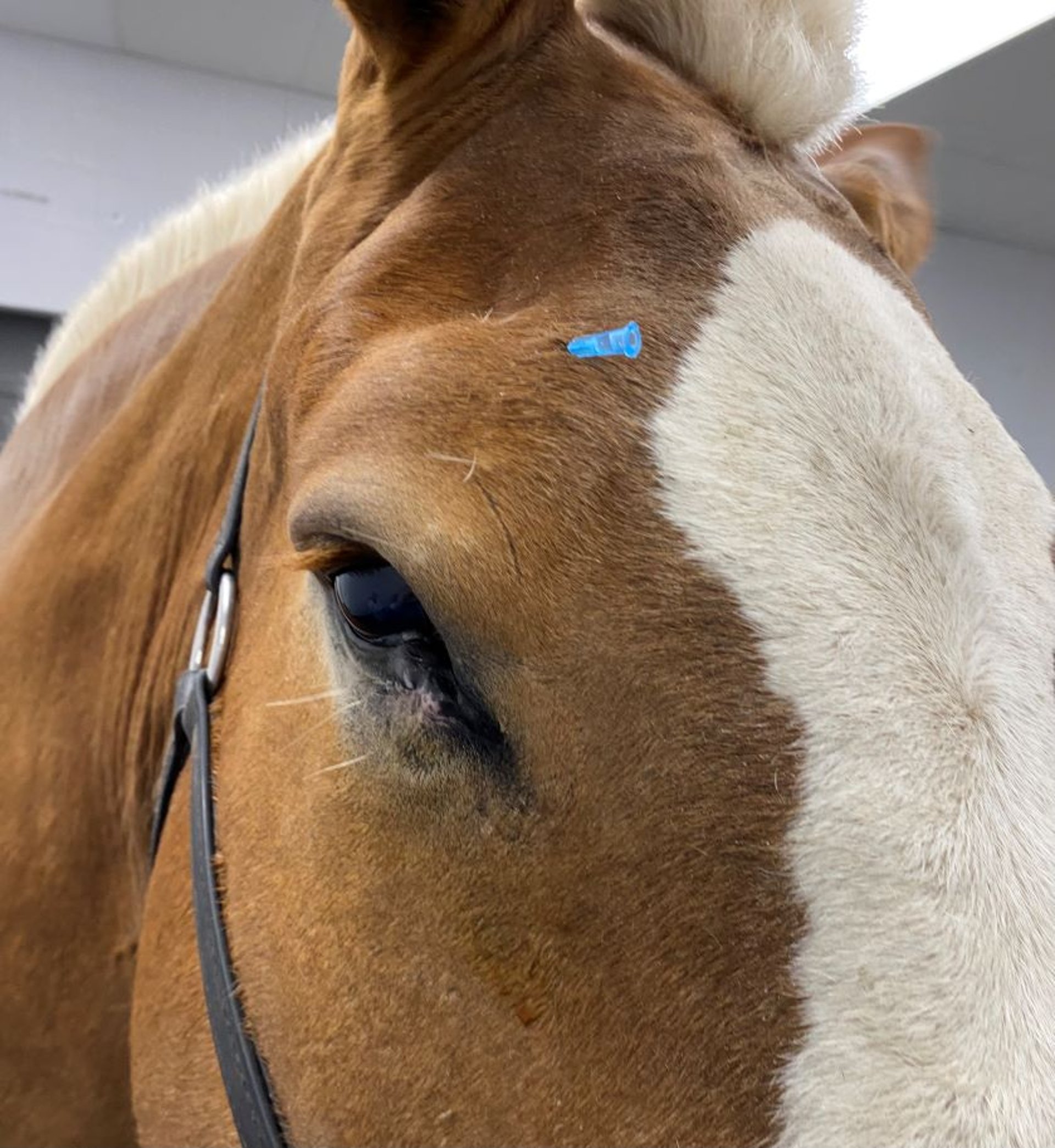 Supraorbital (frontal) nerve block, horse