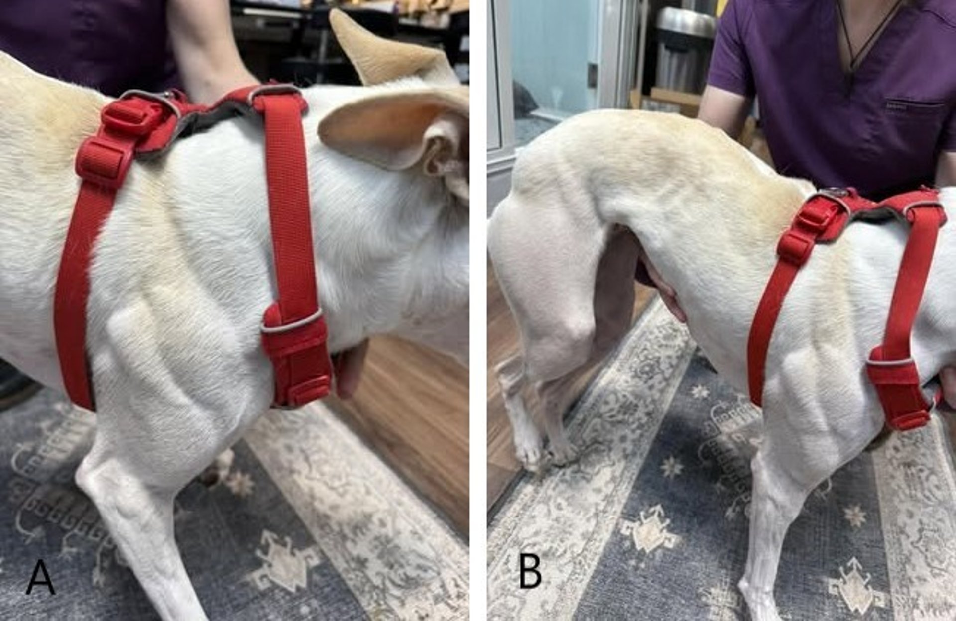 Suspected muscular dystrophy, hypertrophic thoracic muscles, dog