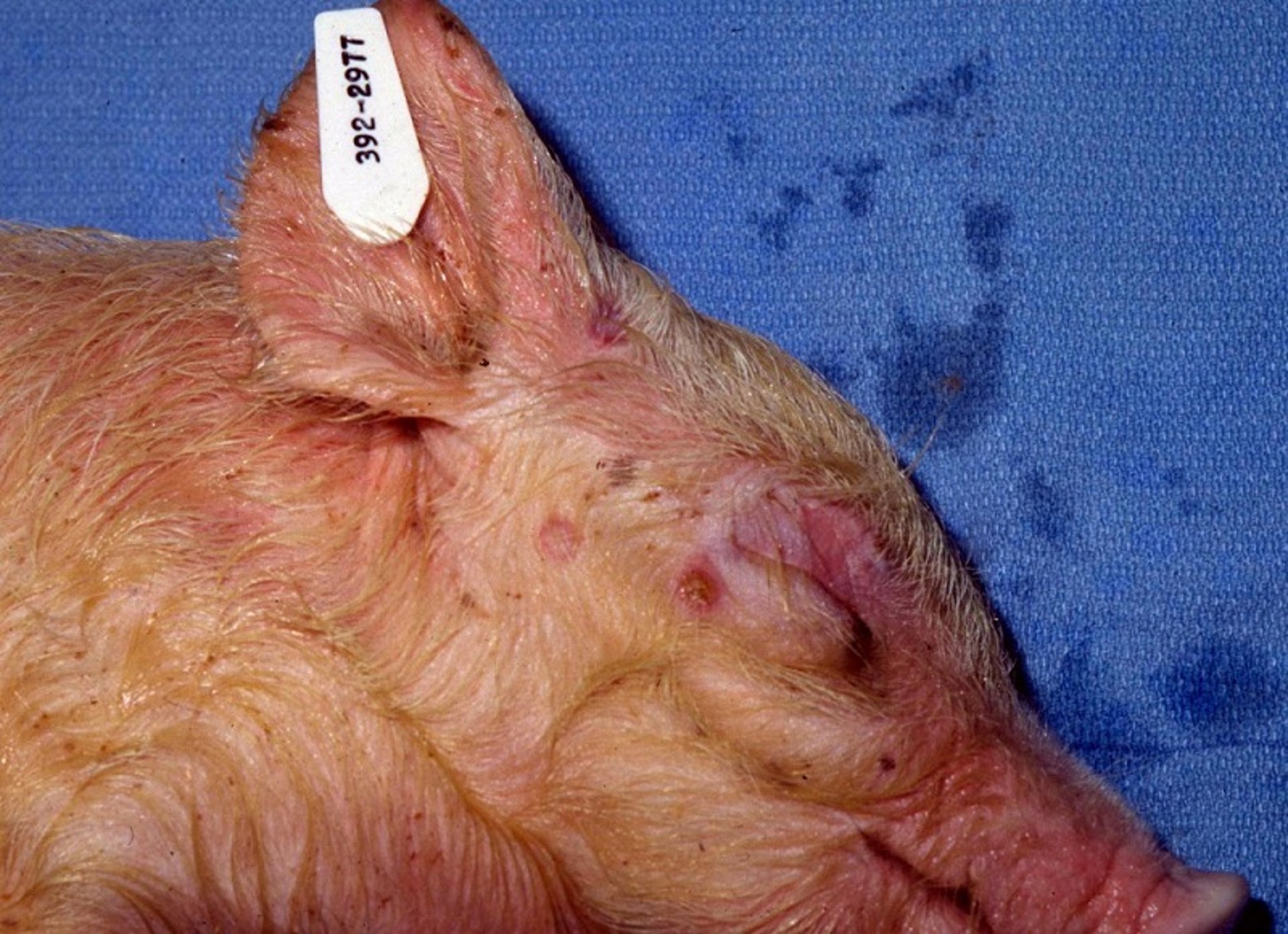 Swinepox lesions, piglet