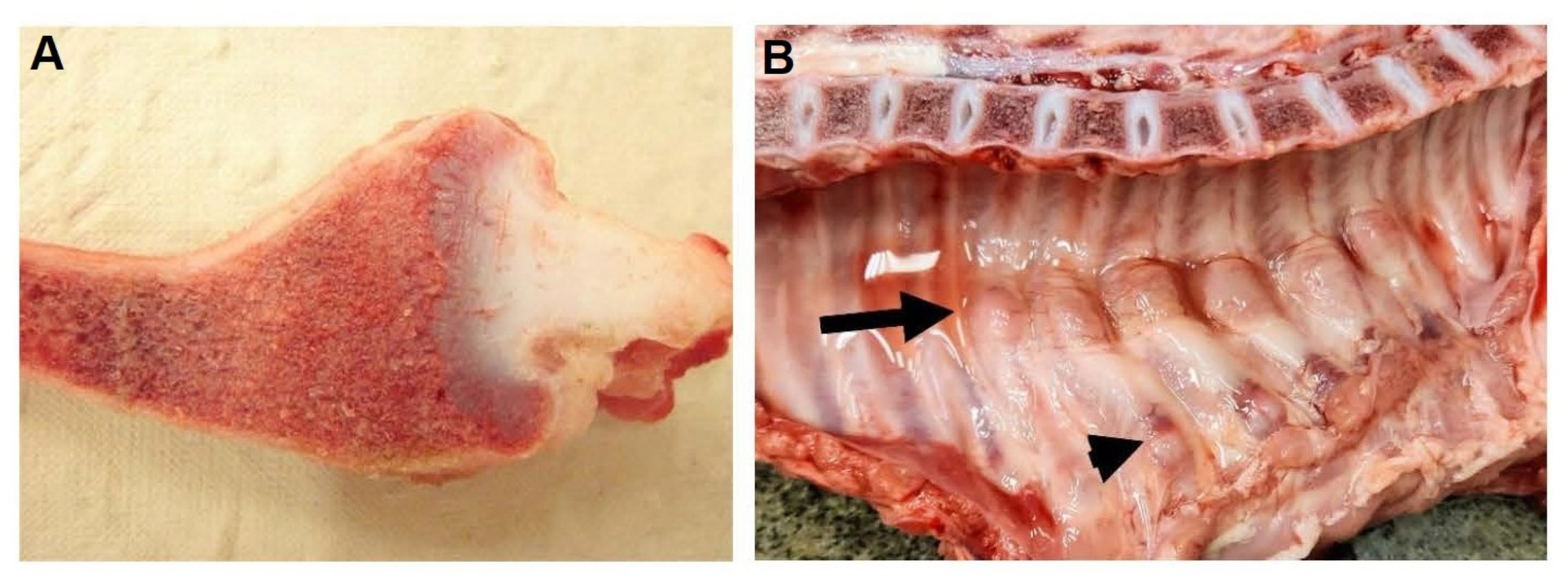 Swollen epiphysis of costochondral junction, rickets, pig