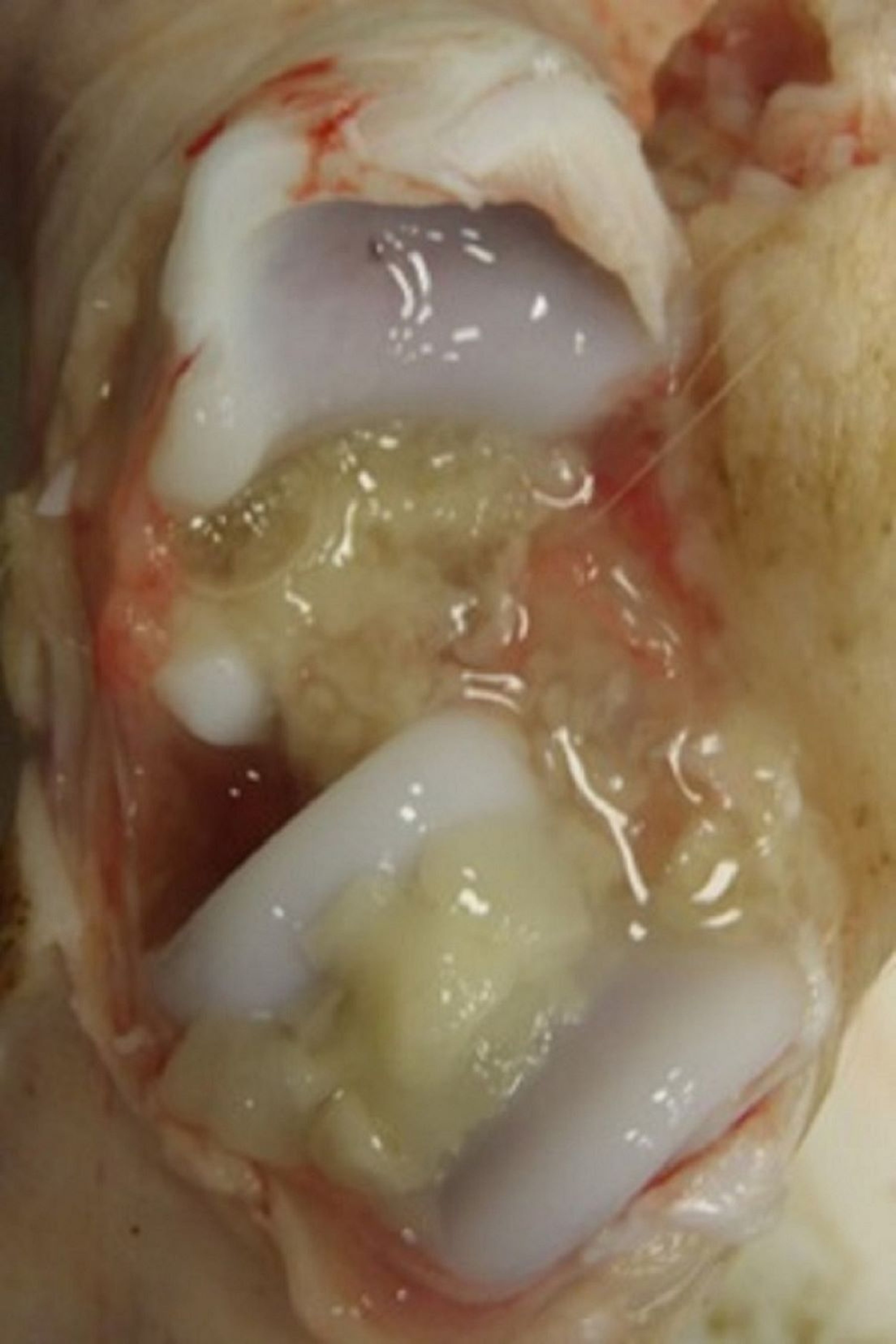 Synovitis, pig