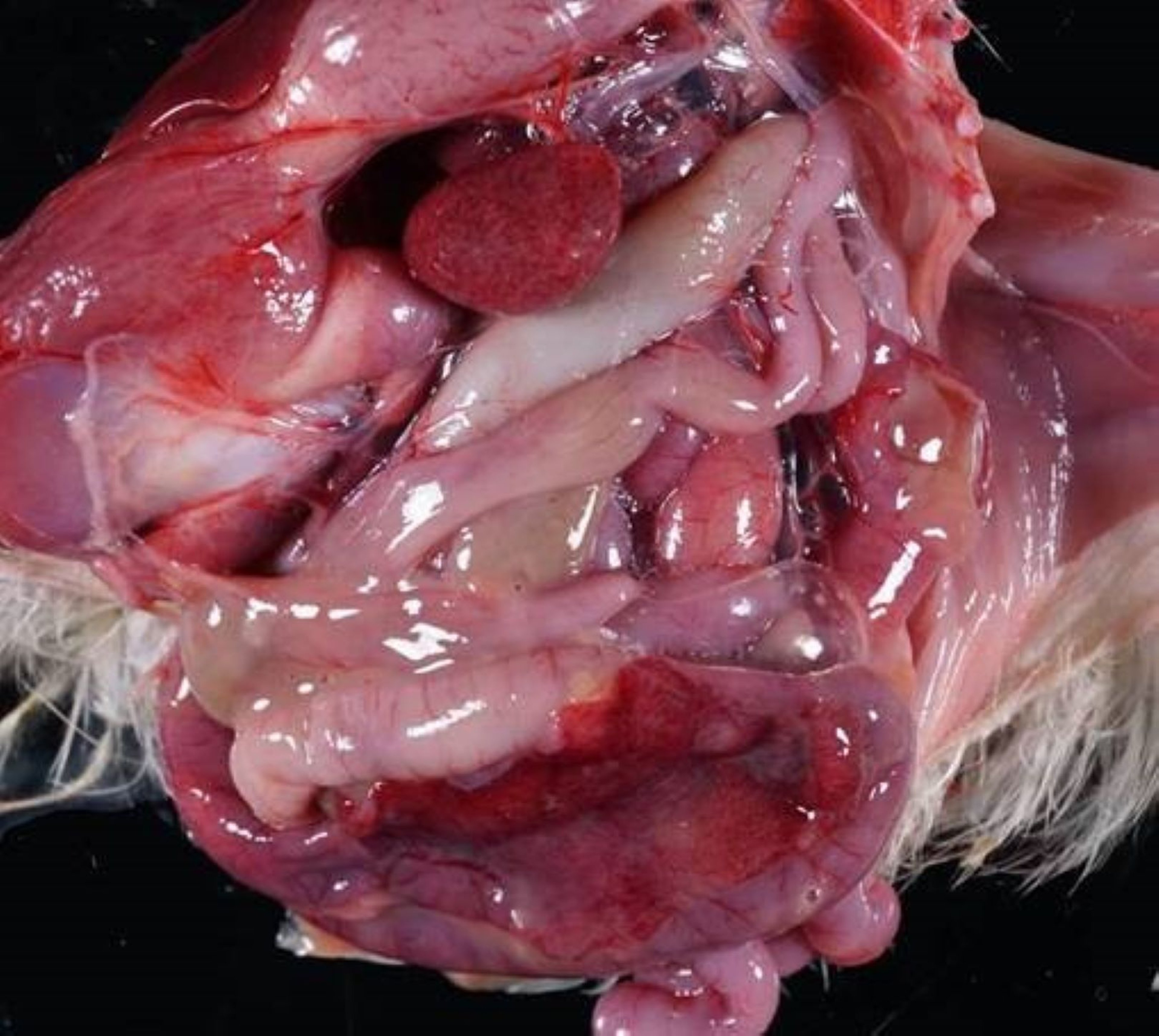 Systemic <i >Streptococcus</i> infection, turkey poult