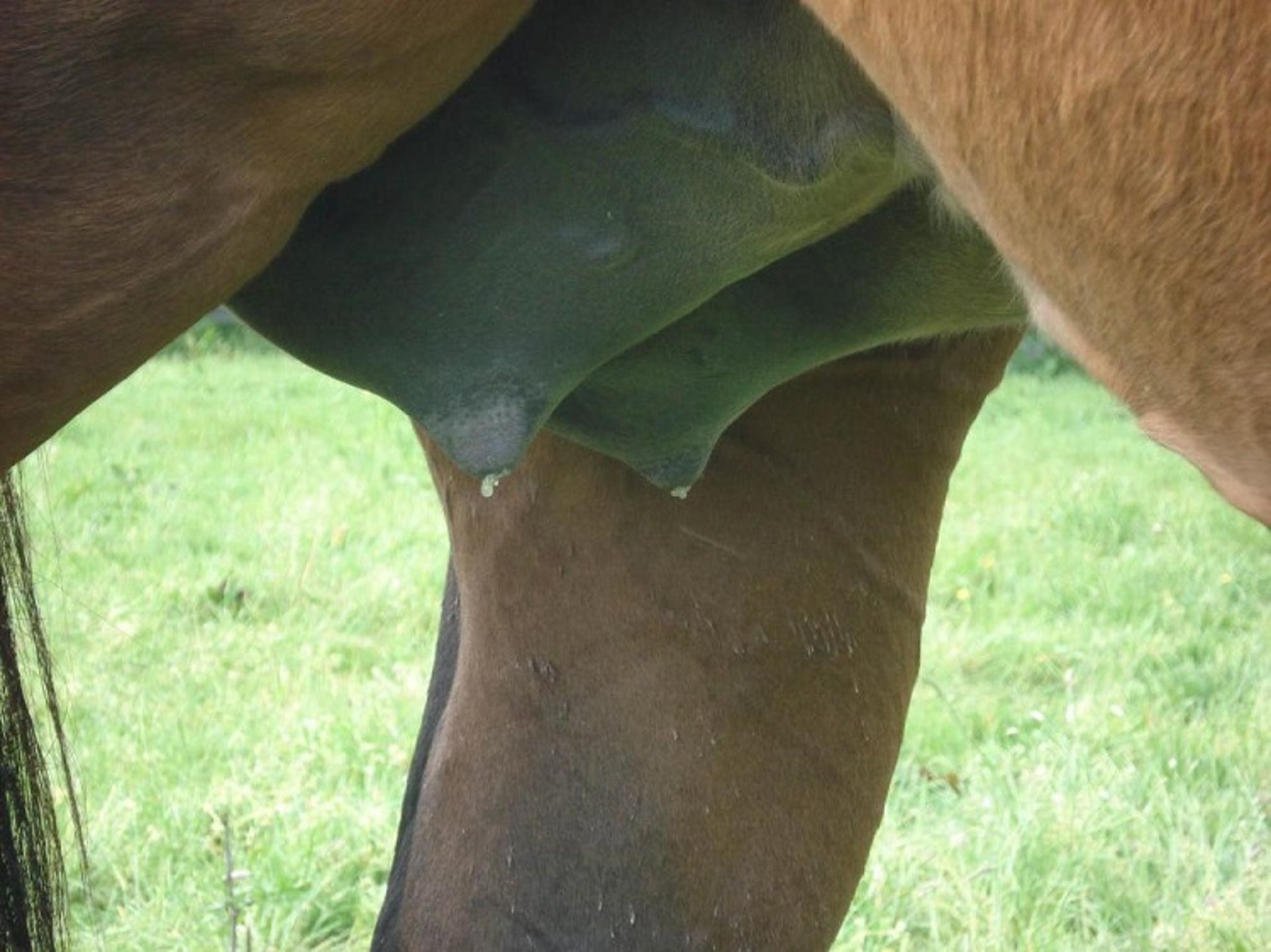 Teats waxed, mare