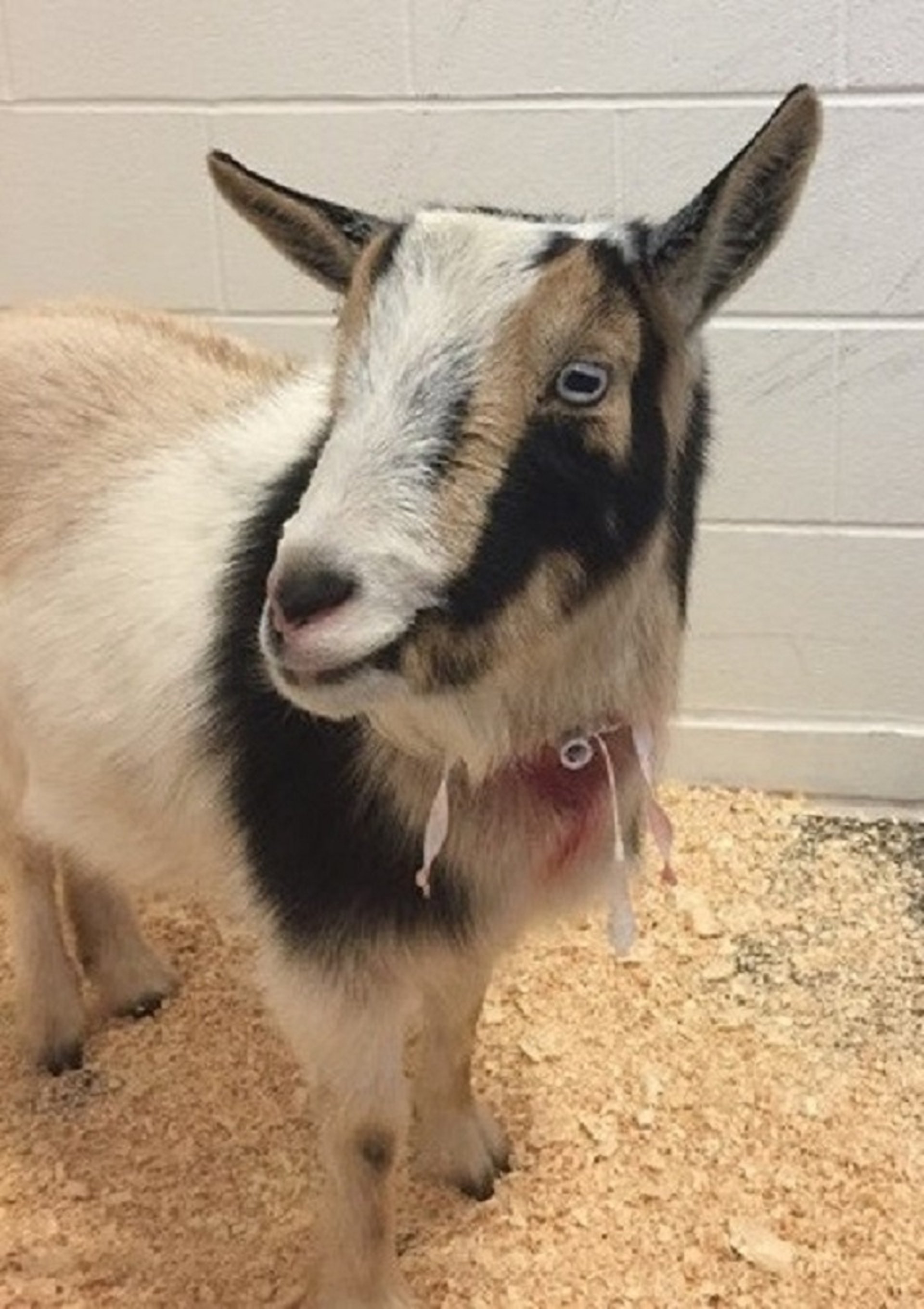 Temporary tracheostomy, goat