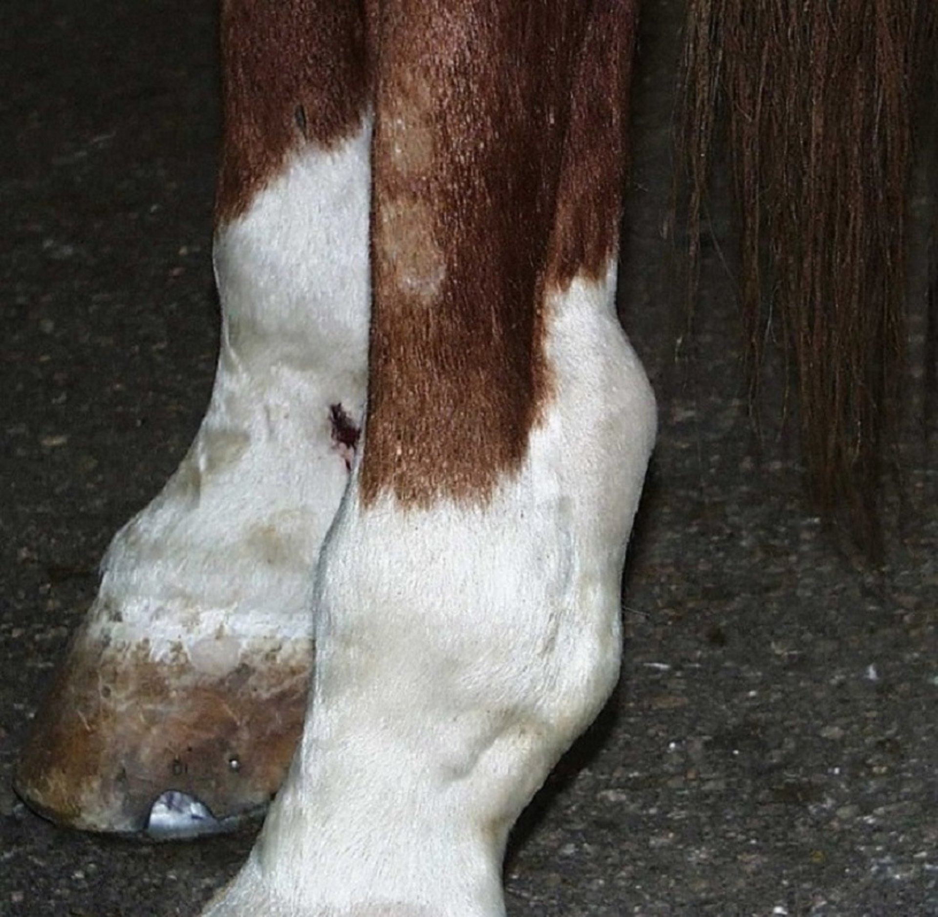 Tenosynovitis, digital tendon sheath, horse