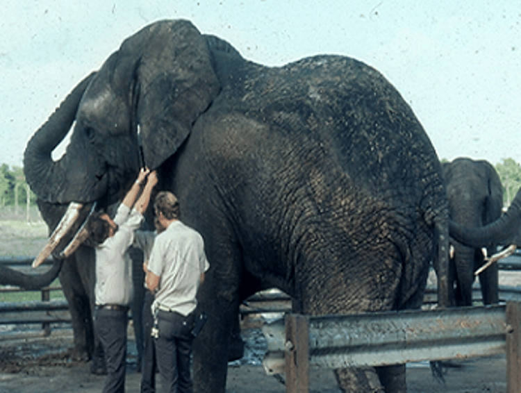 EMCV serologic testing, African elephants