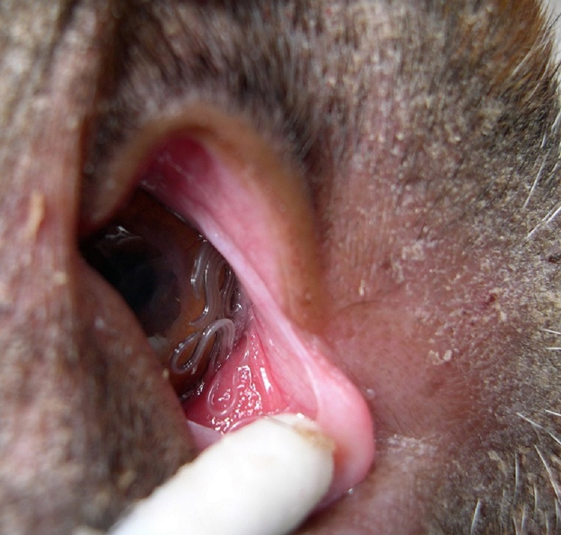 <i >Thelazia callipaeda</i>, dog
