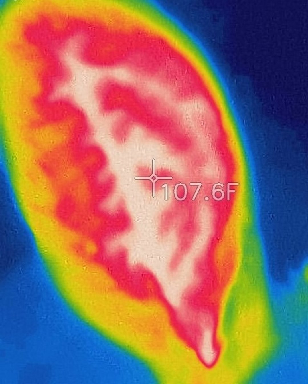 Thermal view, rabbit ear