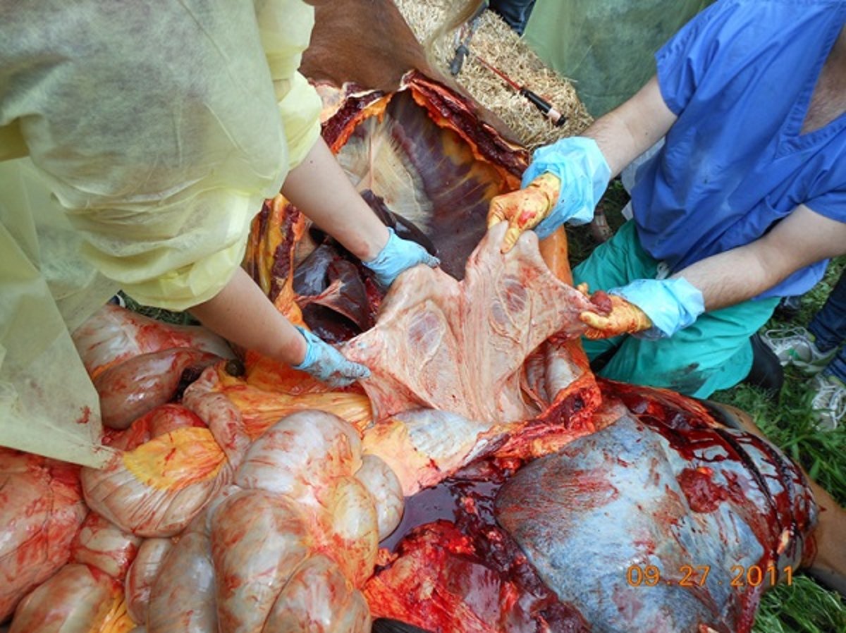 Lack of mesenteric fat, horse