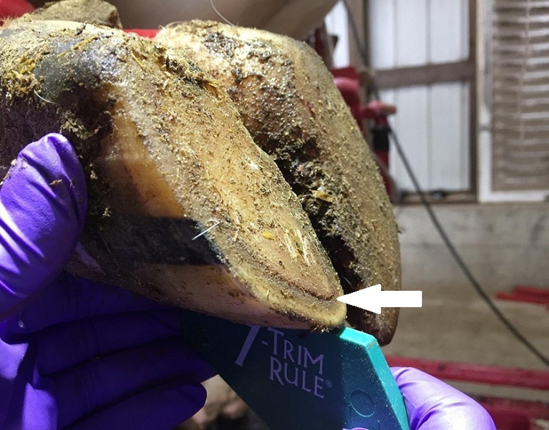 Thin sole, cow