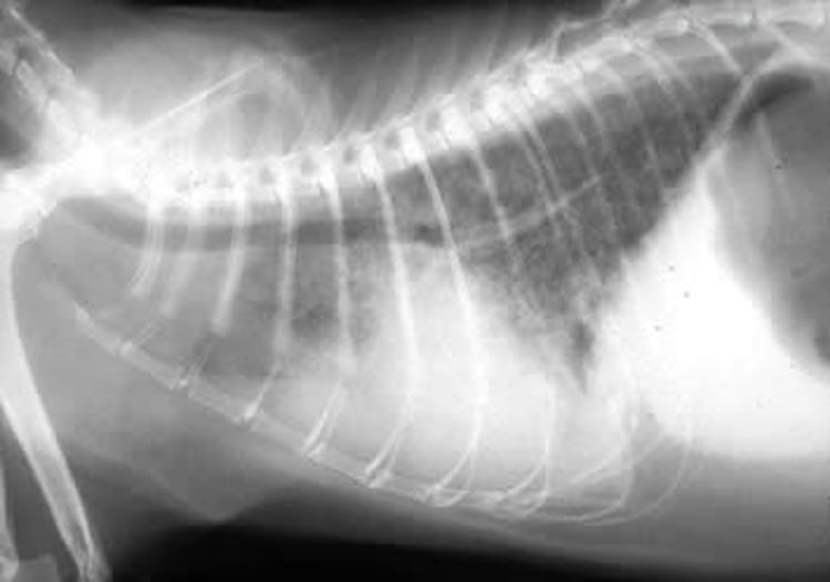 Thoracic histoplasmosis, radiograph (lateral), dog