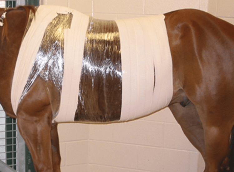 Lesión torácica, caballo