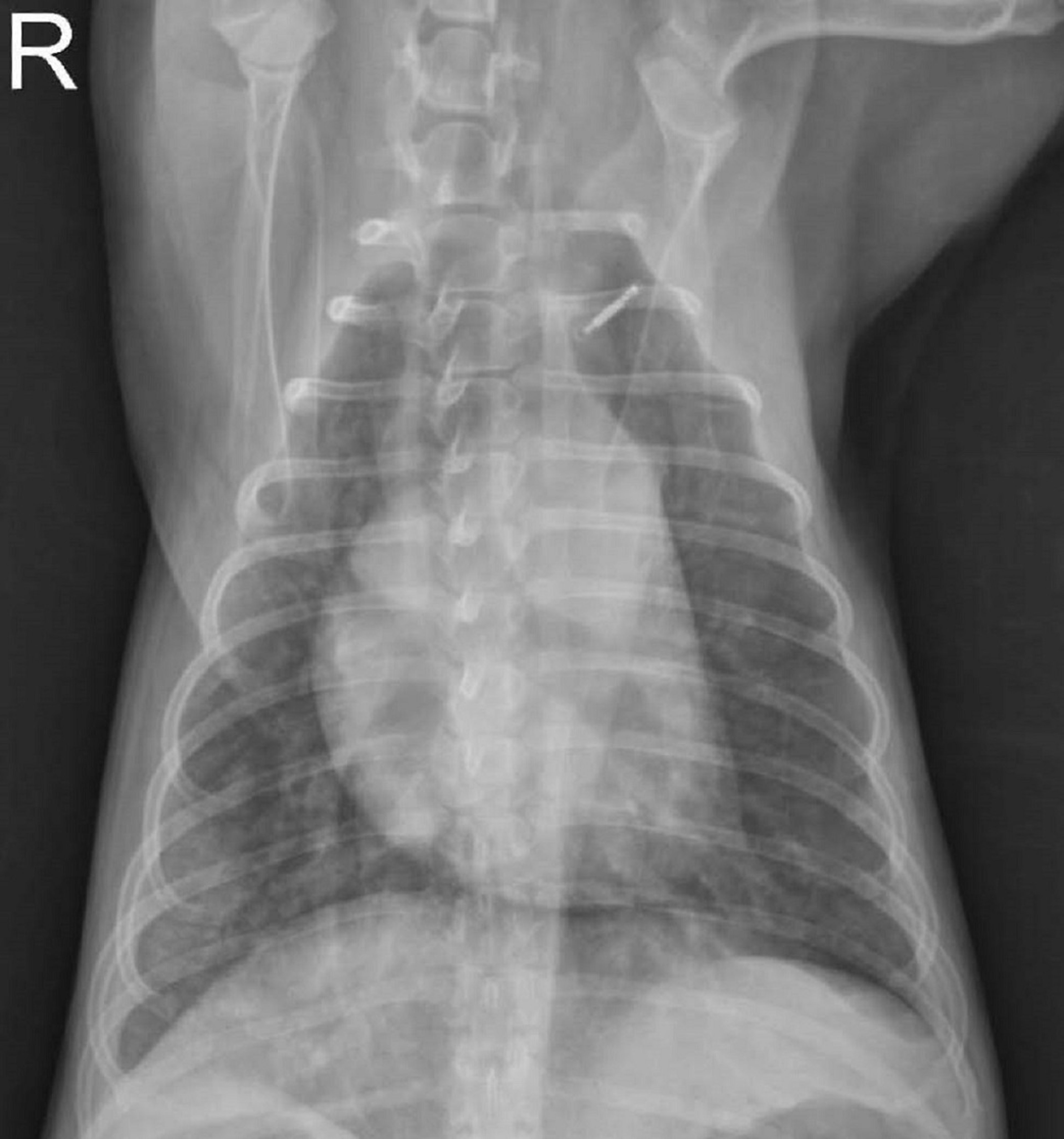 Thoracic radiograph, dog with leptospirosis, ventrodorsal view