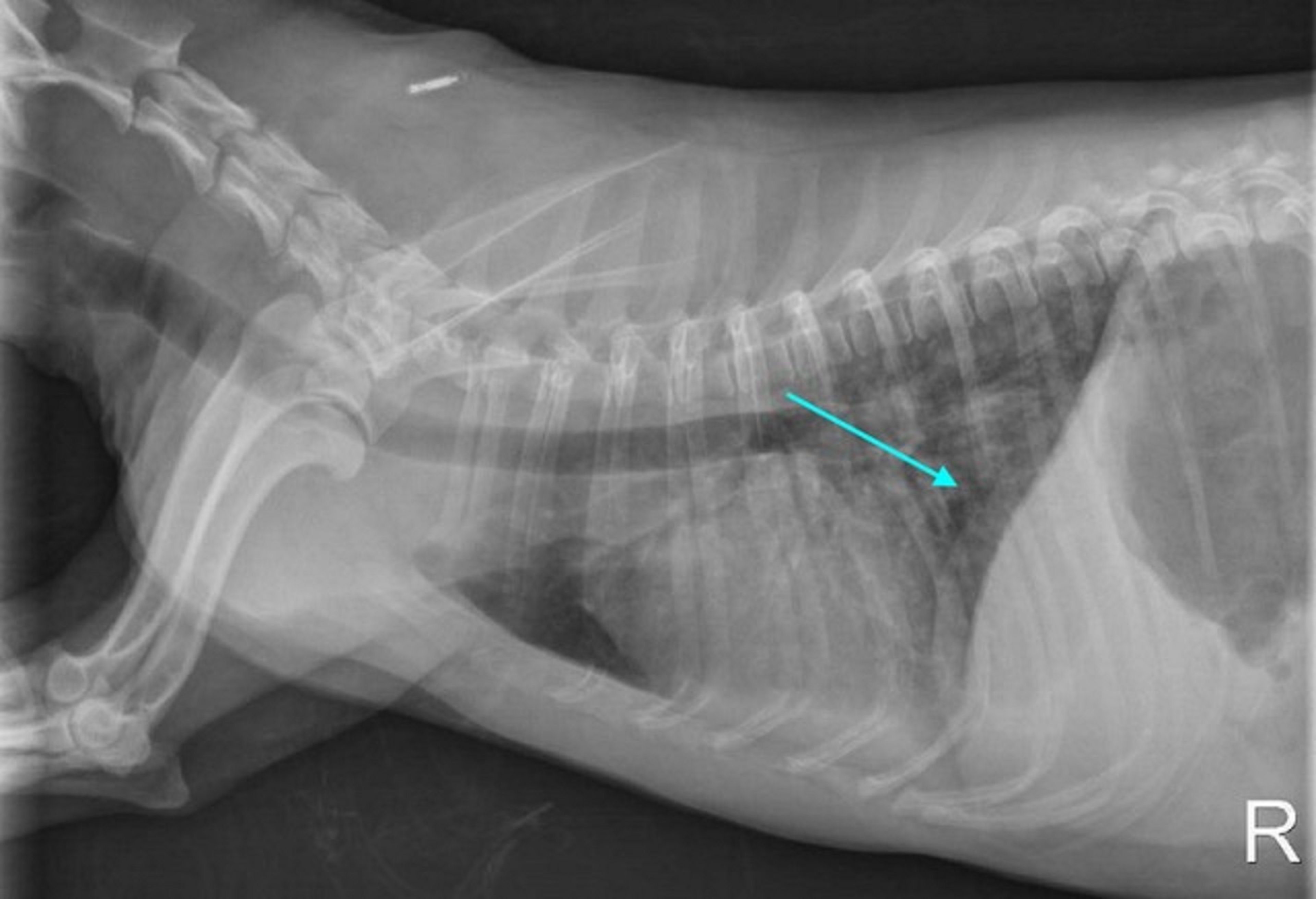 Thoracic radiograph, dog with leptospirosis, right lateral view
