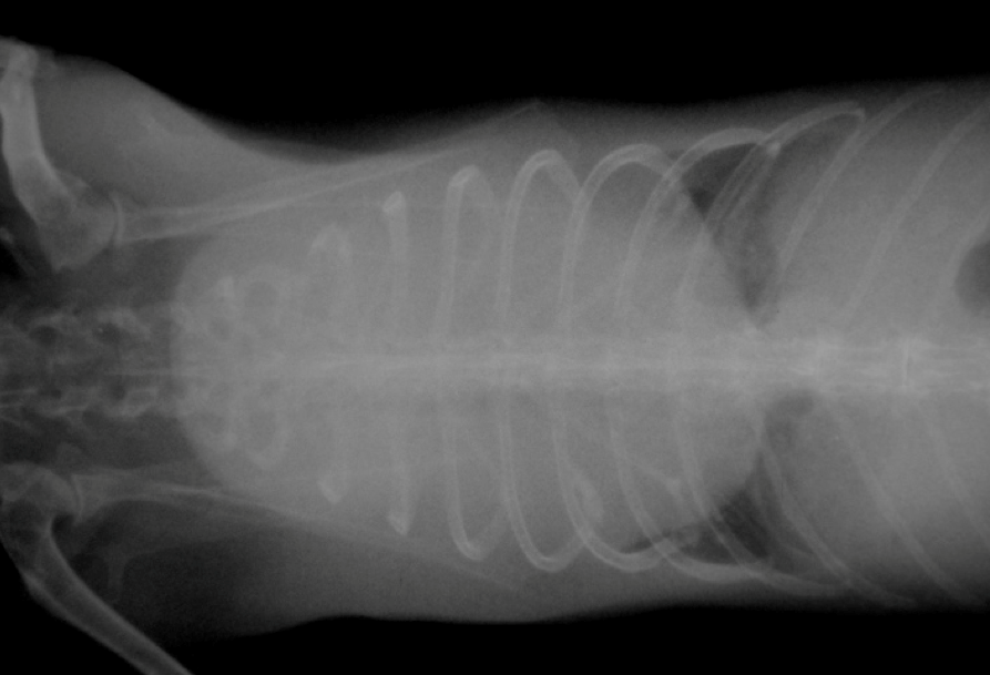 Image:Thymoma, rabbit-Merck Veterinary Manual
