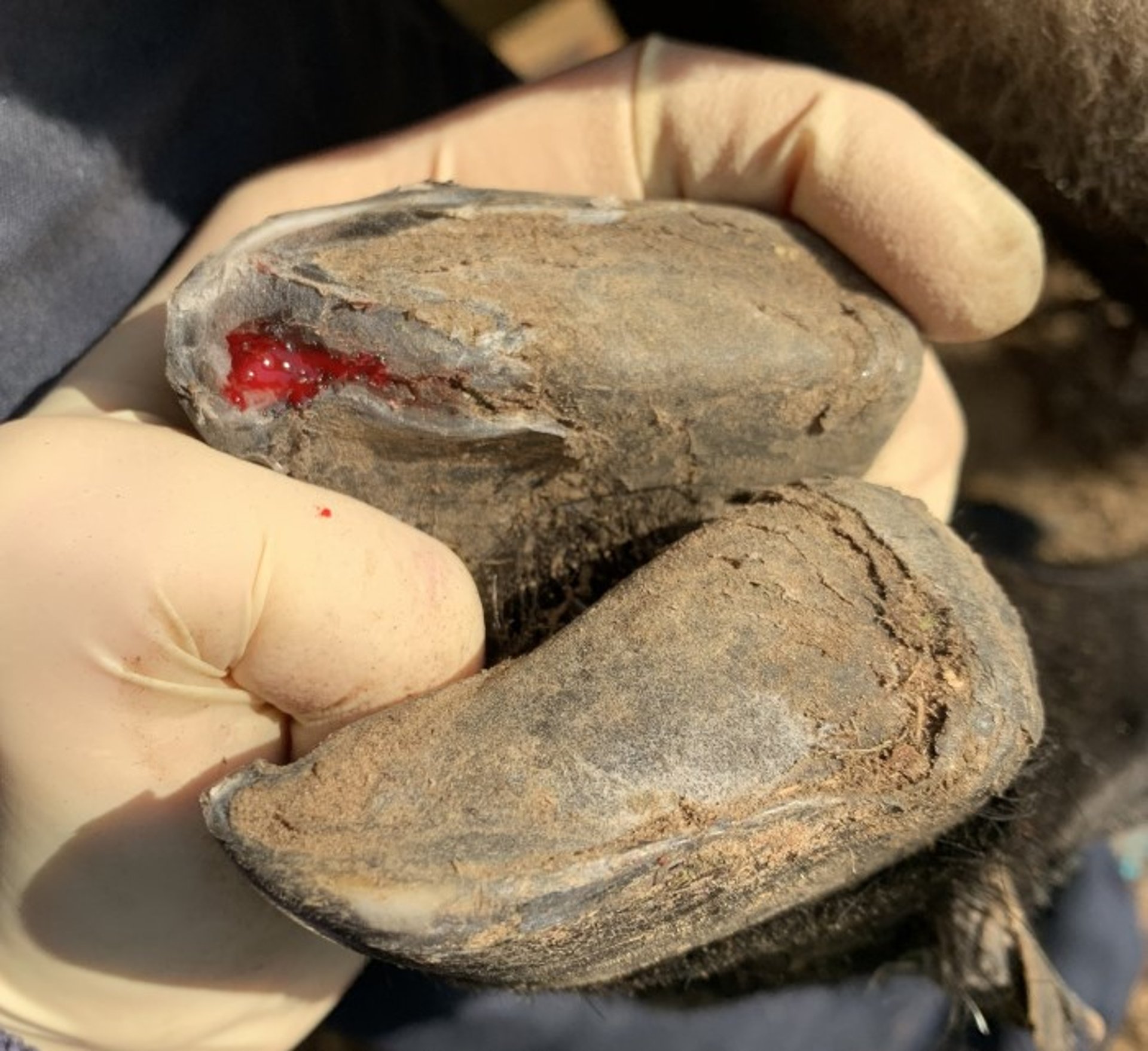Septic laminitis abscess after hoof trimming, sheep