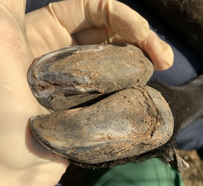 Sheep Abscess Foot Abscesses in Sheep - Musculoskeletal System - MSD Veterinary Manual