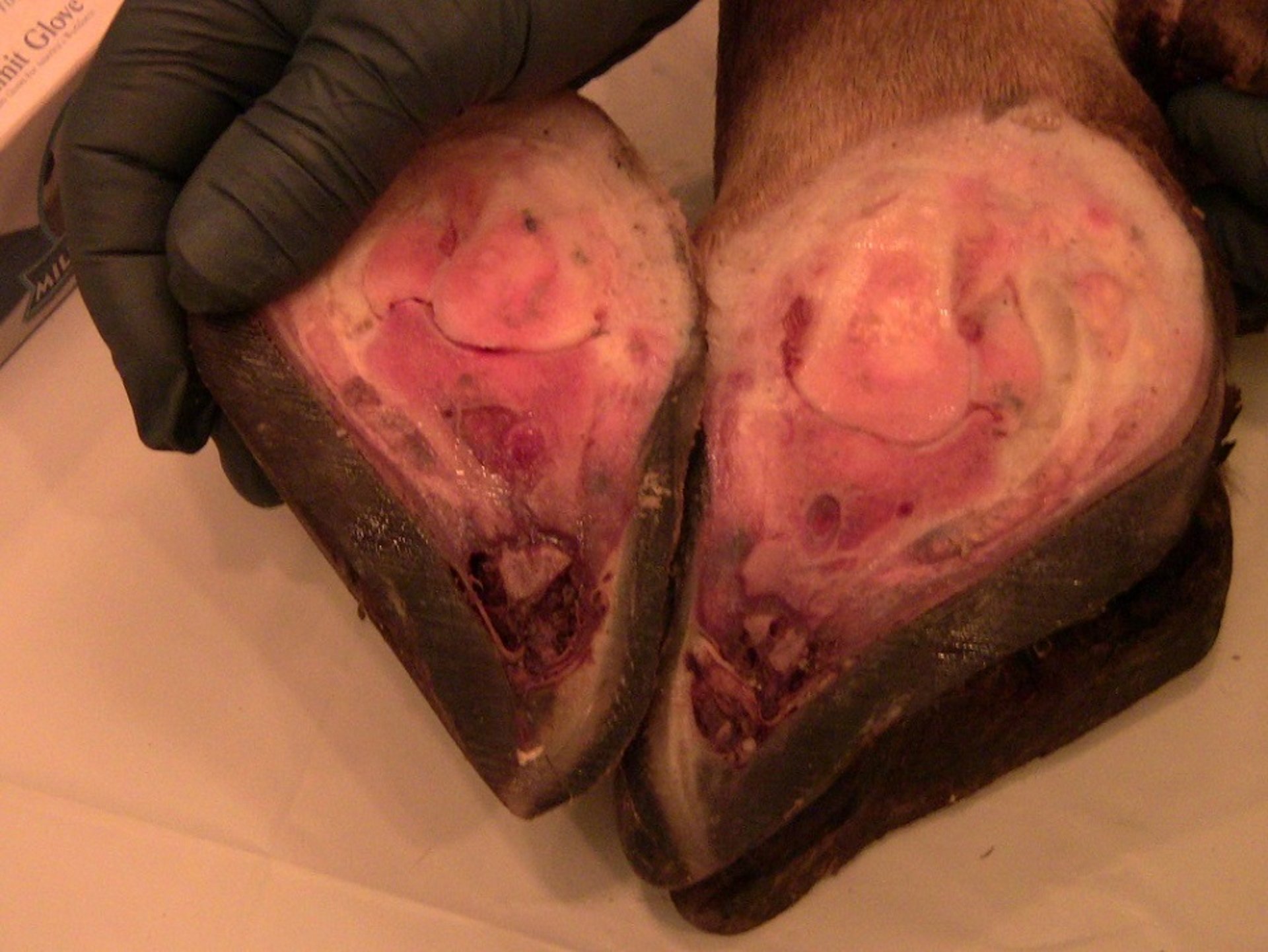 Post-mortem image of toe necrosis, cow