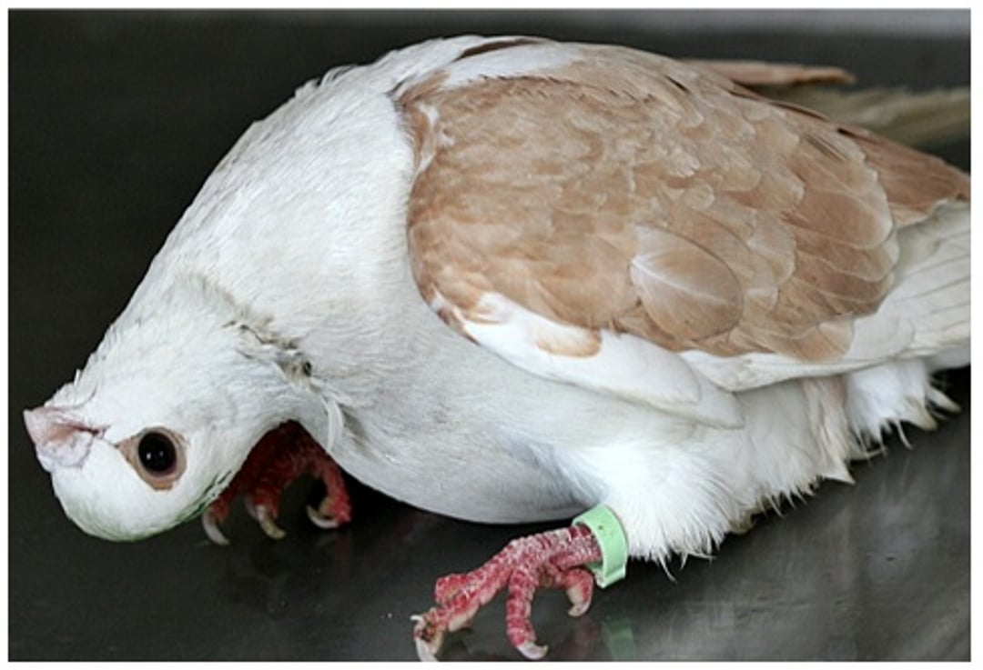 Torticollis, pigeon