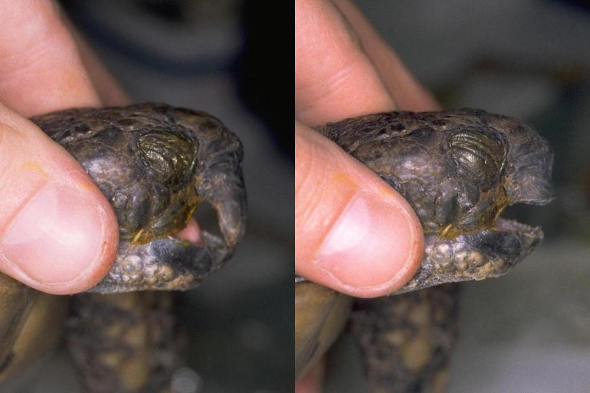 Abnormally long upper beak, tortoise