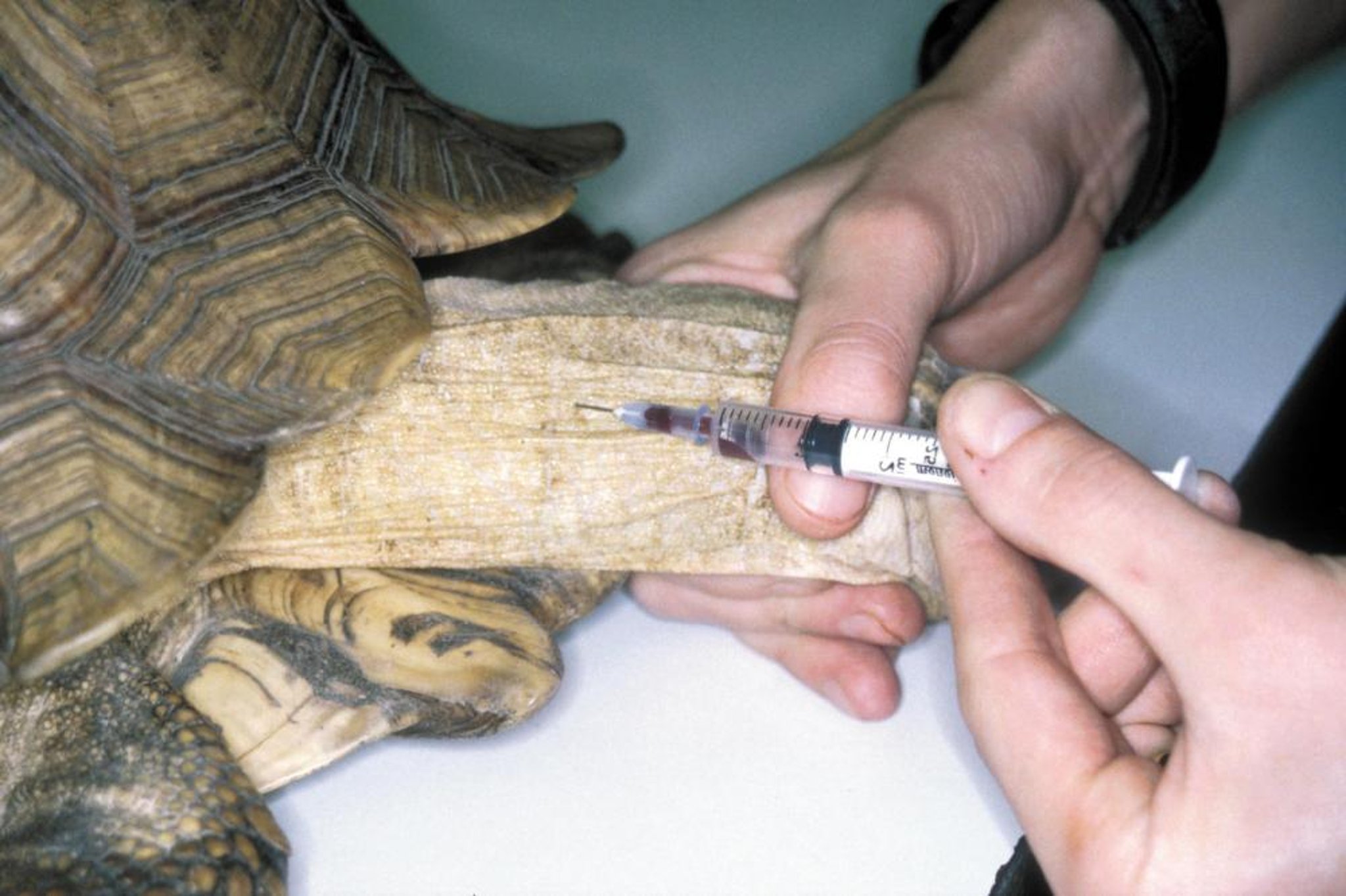 Blood collection, chelonian