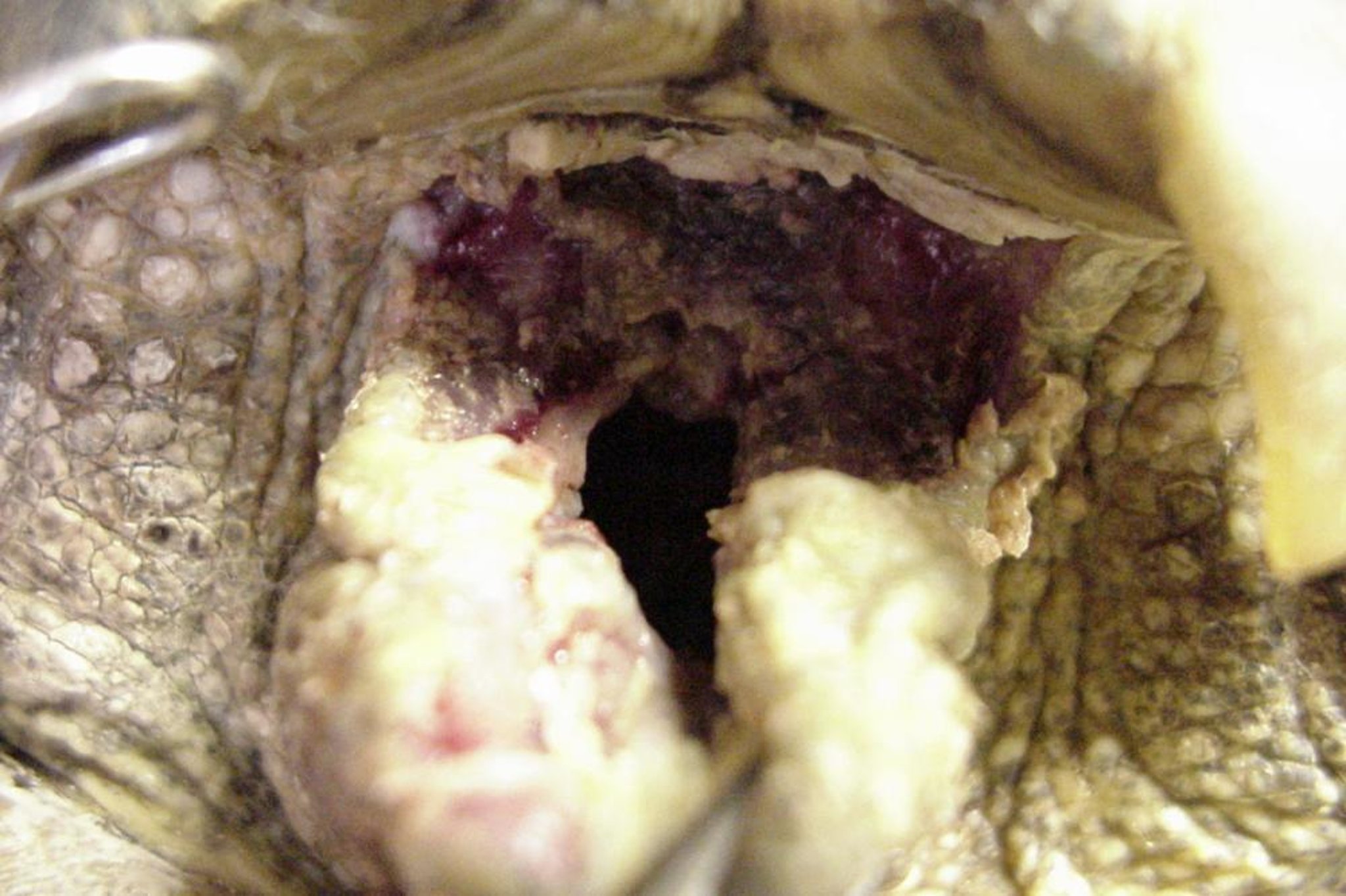 Cloacitis, Greek tortoise