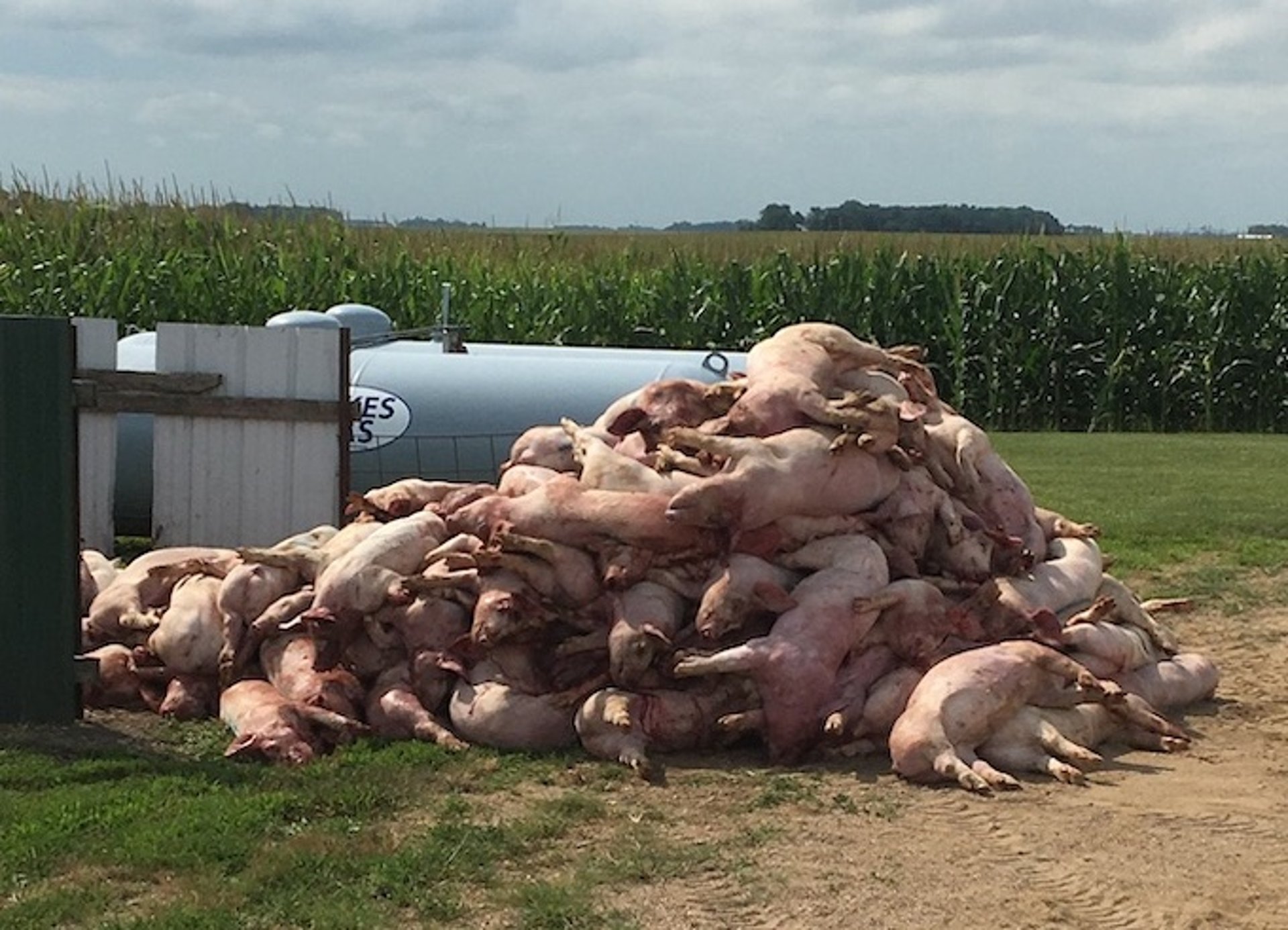 Toxic agent exposure, pigs